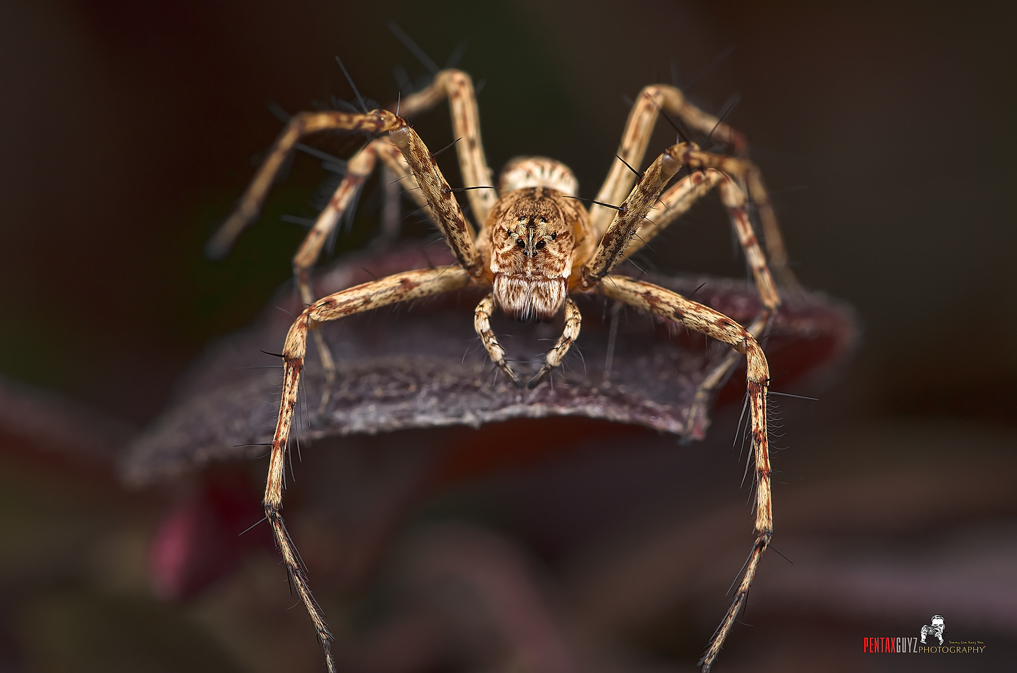 Pentax smc D-FA 100mm F2.8 macro sample photo. Edit photography