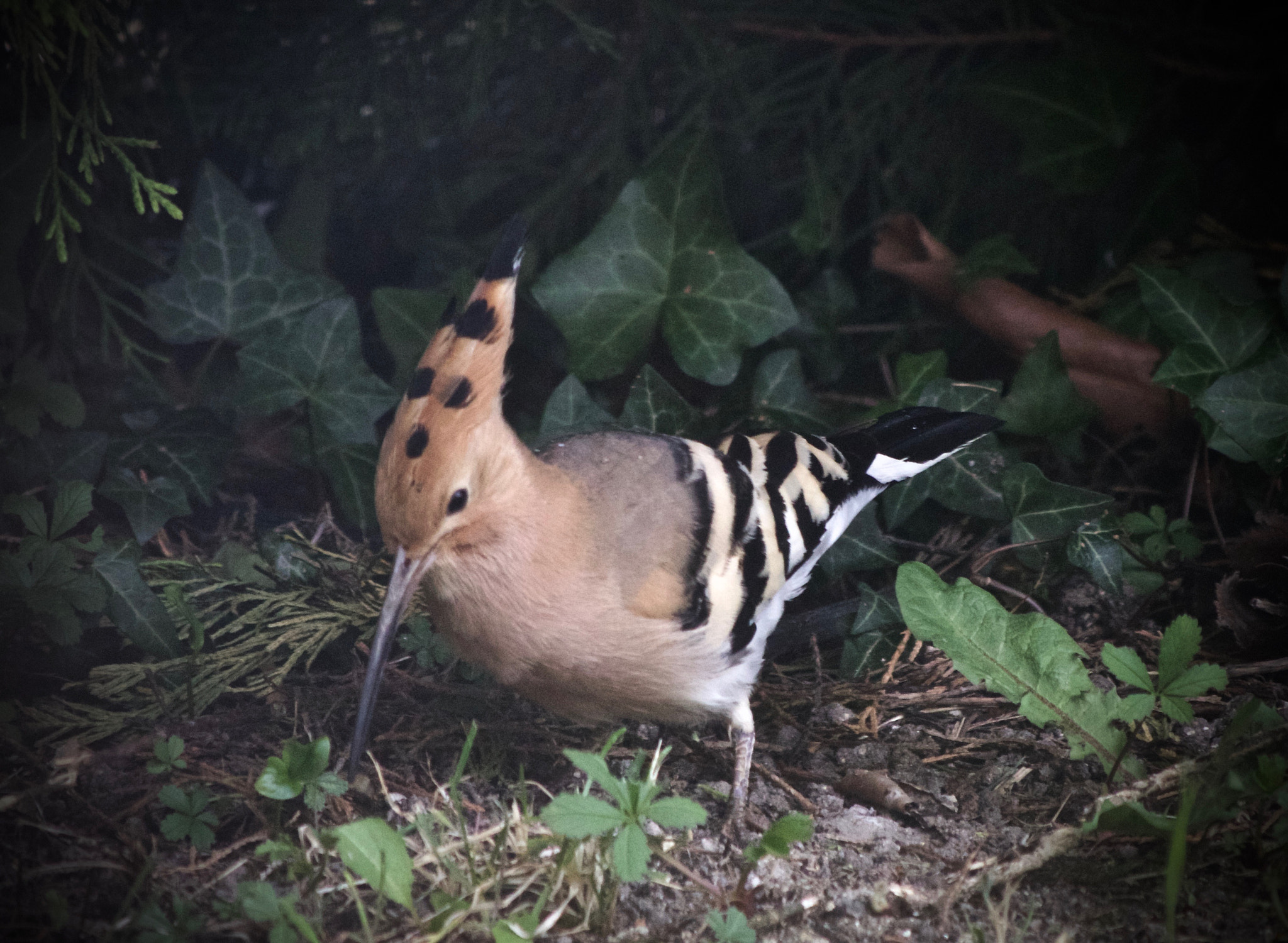 Canon EOS M3 sample photo. Hoopoe photography