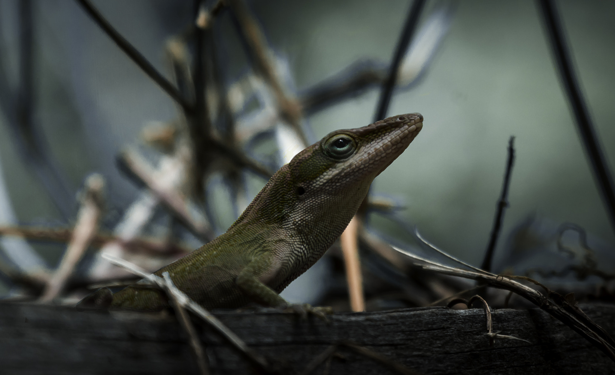 Sony Alpha DSLR-A580 sample photo. Lizard photography