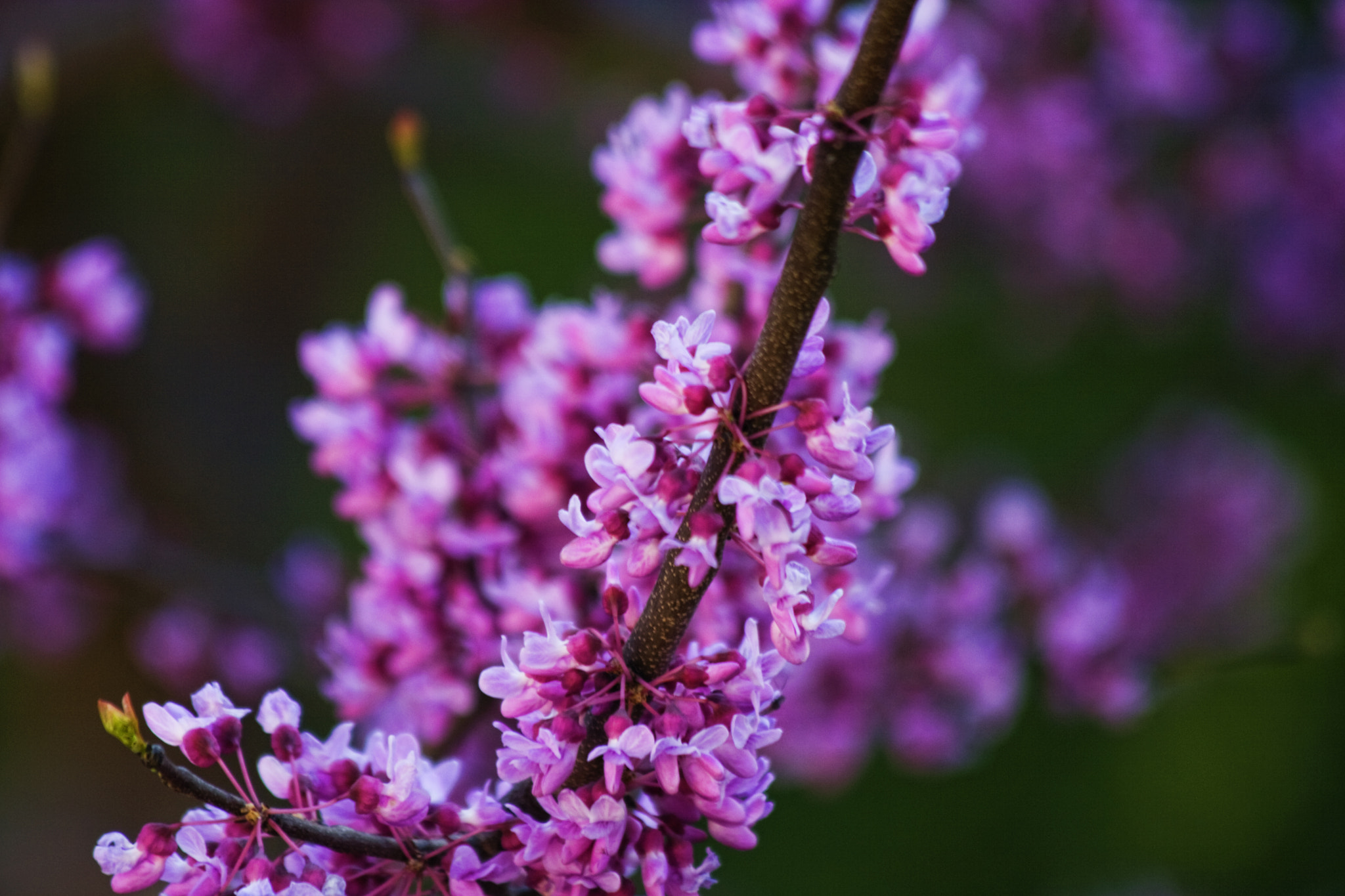 Canon EOS 400D (EOS Digital Rebel XTi / EOS Kiss Digital X) sample photo. Purple buds photography