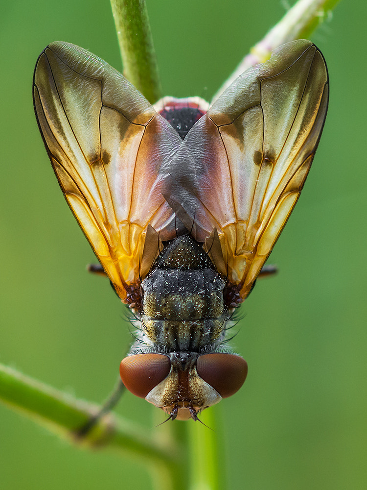 Nikon D7200 + Nikon AF Micro-Nikkor 60mm F2.8D sample photo. Colorful fly photography