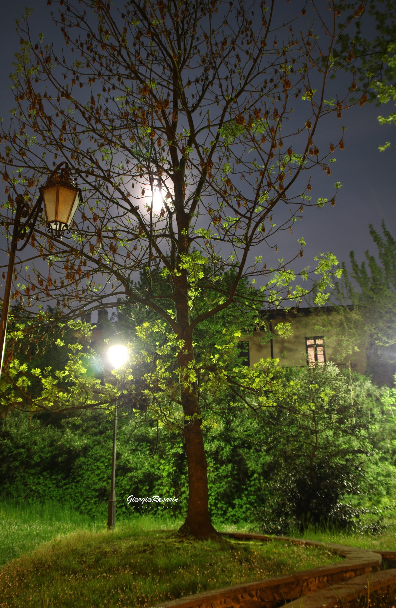 Canon EOS 760D (EOS Rebel T6s / EOS 8000D) sample photo. Tree in the night photography