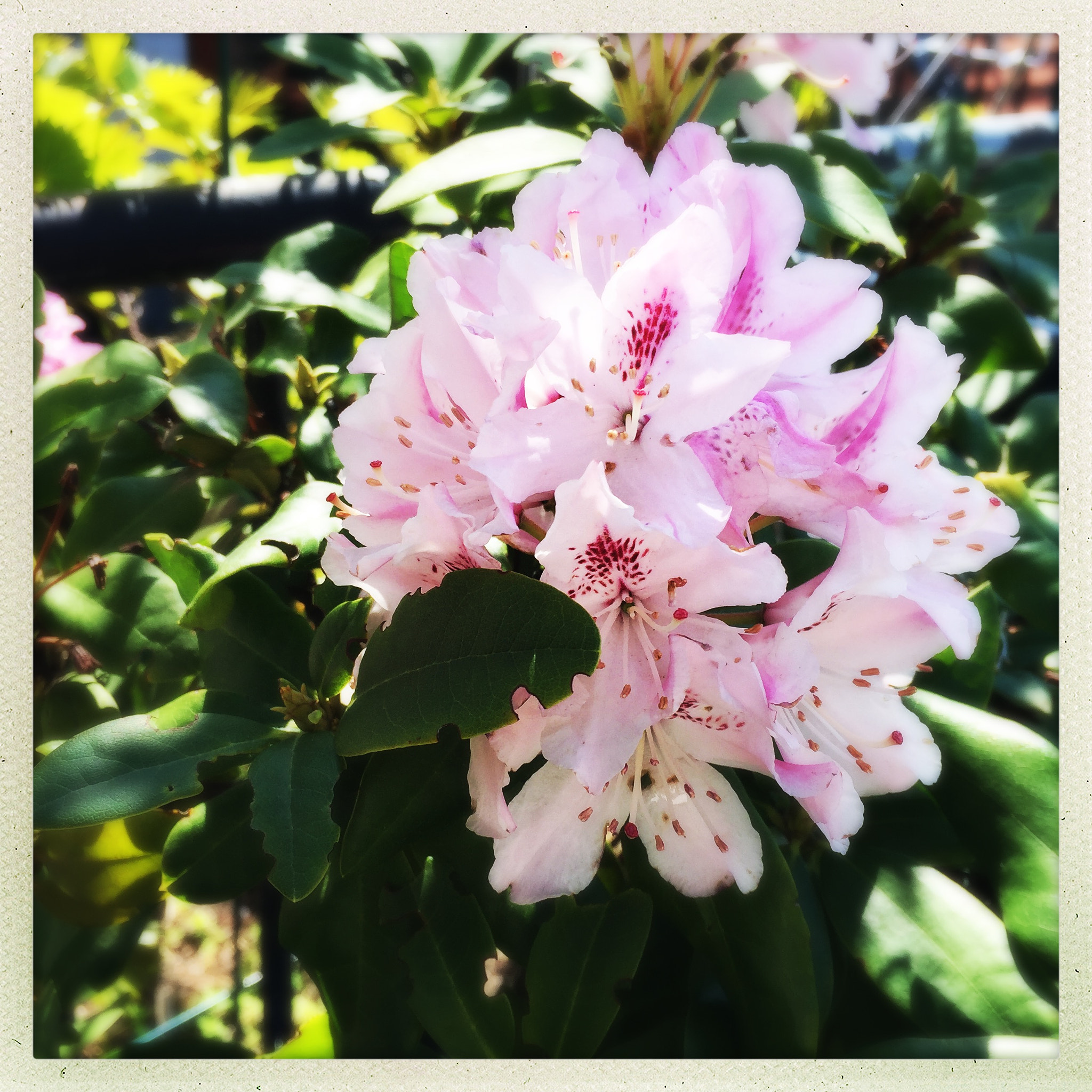 Hipstamatic 302 sample photo. Garden delight photography