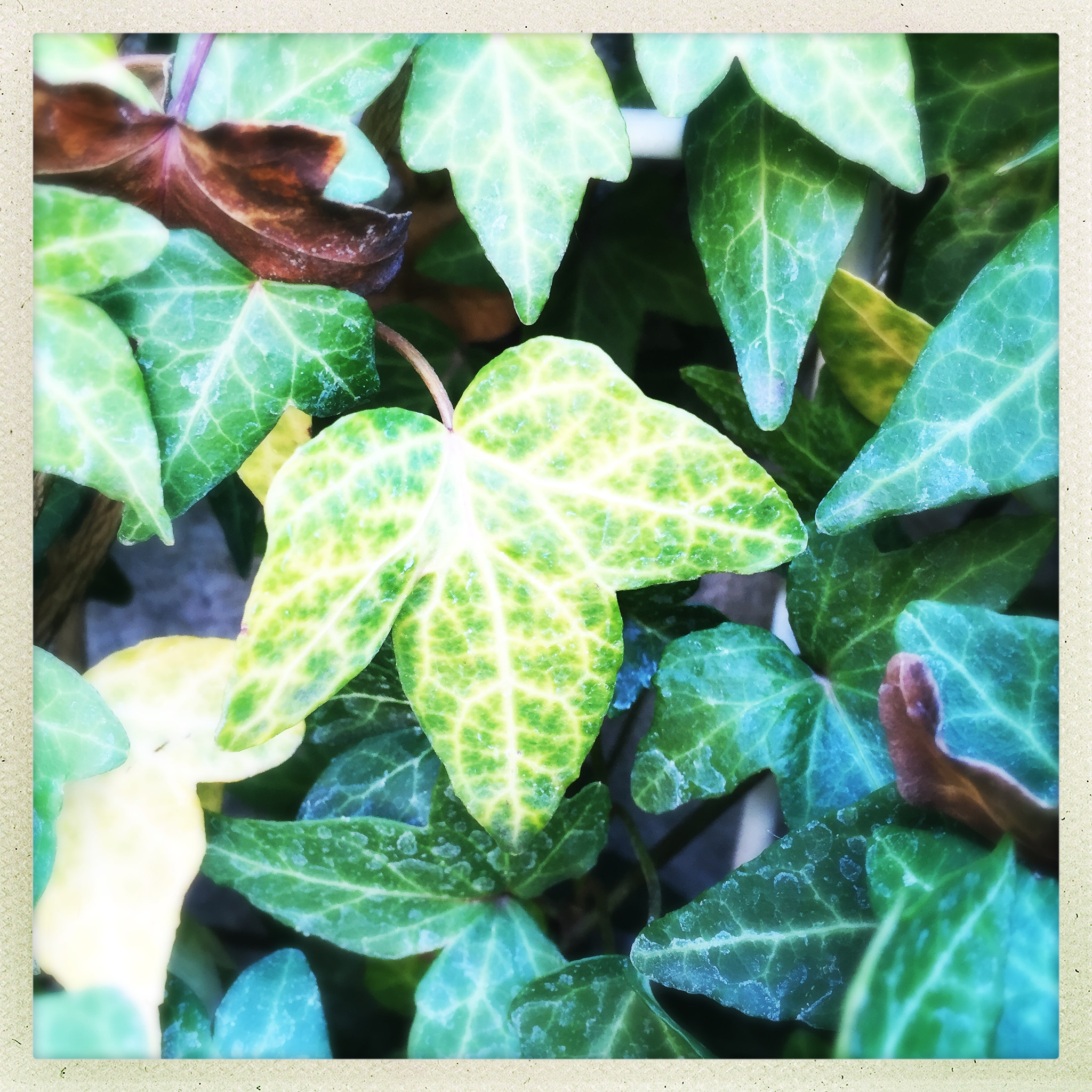 Hipstamatic 302 sample photo. Garden green delight photography