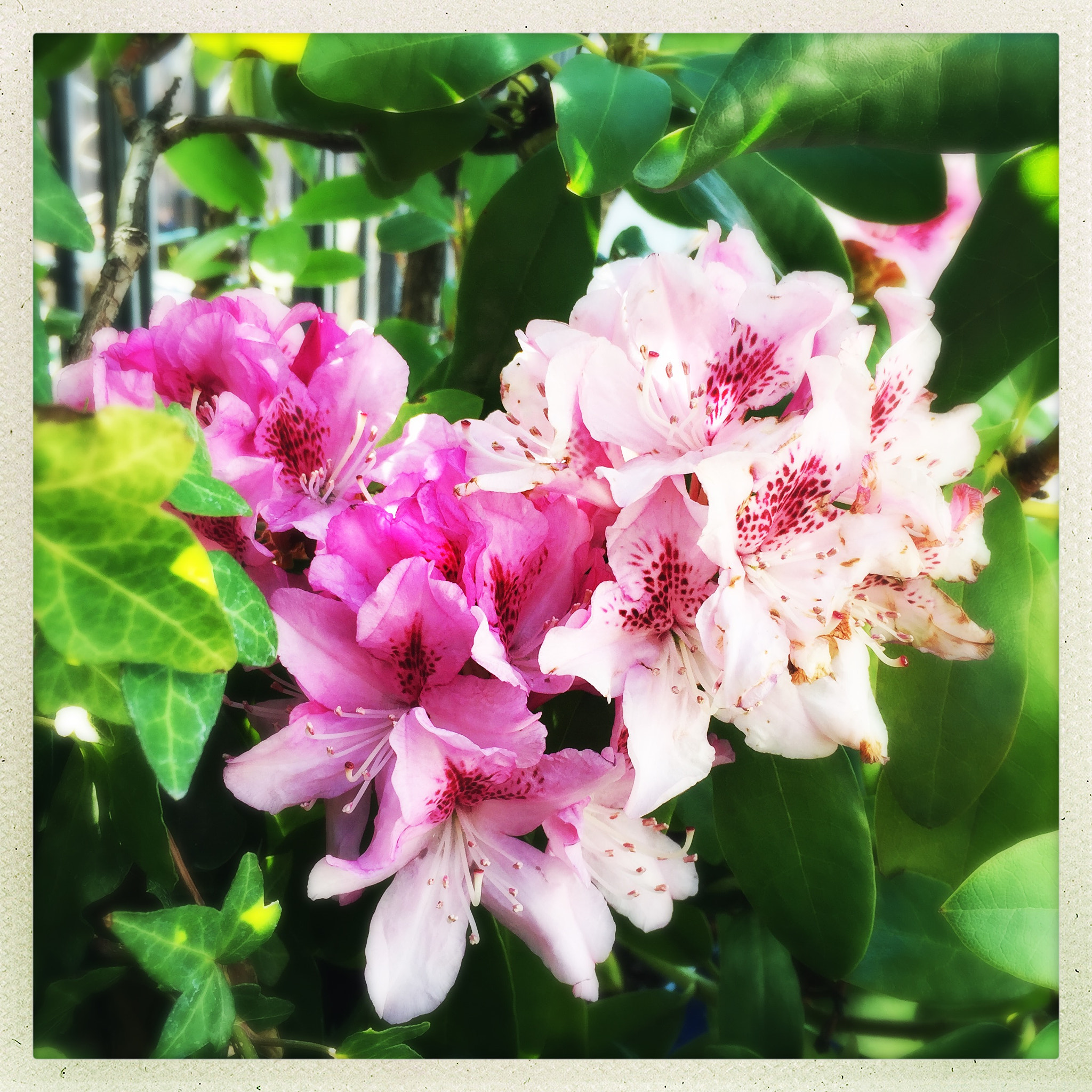 Hipstamatic 302 sample photo. Rhododendron photography