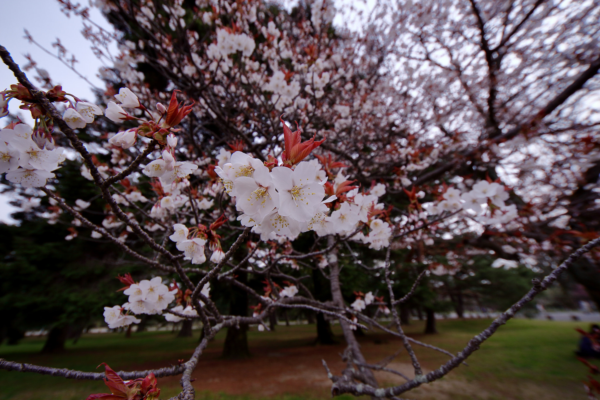 Canon EOS 700D (EOS Rebel T5i / EOS Kiss X7i) + Sigma 8-16mm F4.5-5.6 DC HSM sample photo. Sakura is blooming!! photography