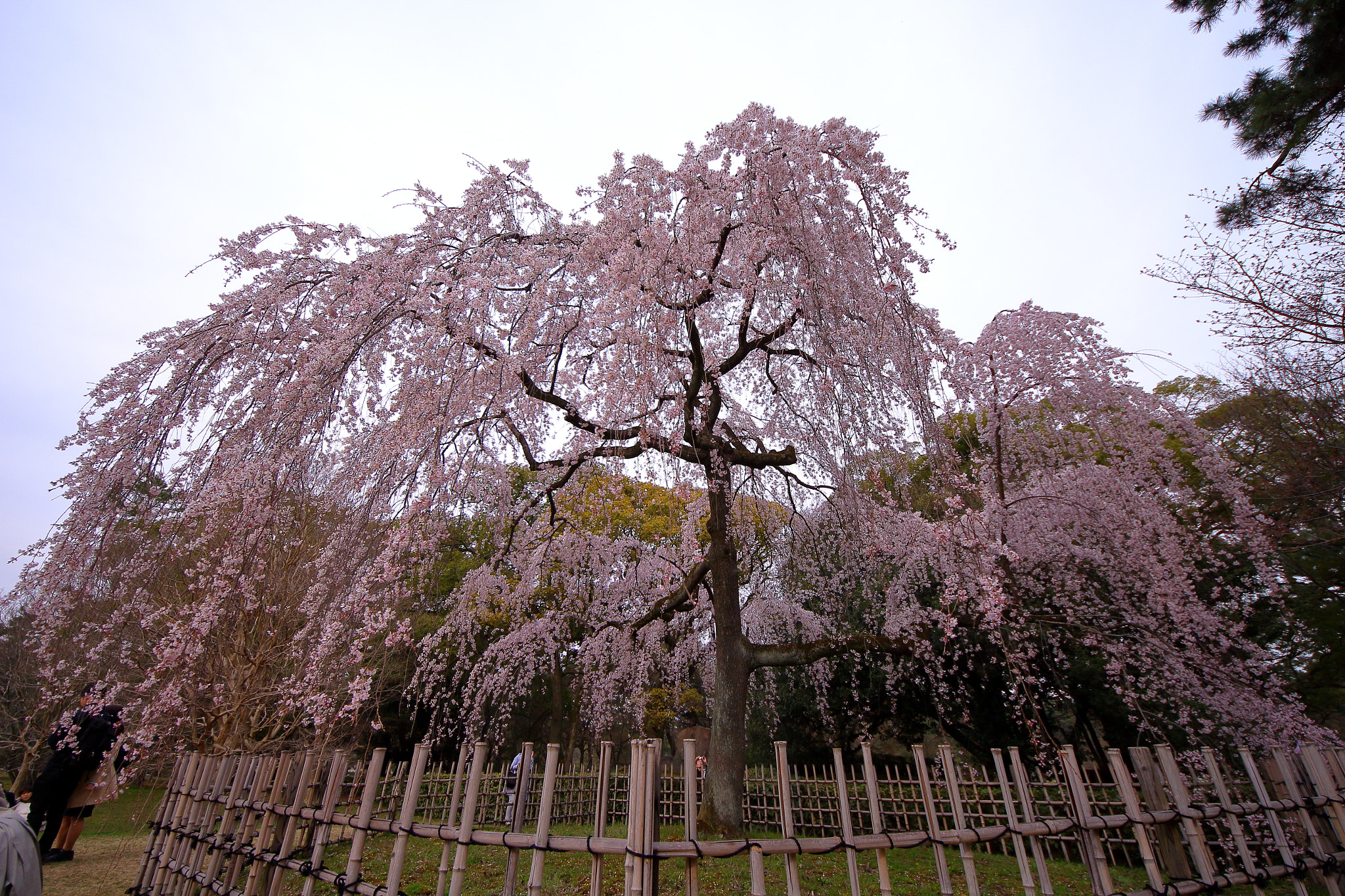 Canon EOS 700D (EOS Rebel T5i / EOS Kiss X7i) + Sigma 8-16mm F4.5-5.6 DC HSM sample photo. Weeping cherry tree photography