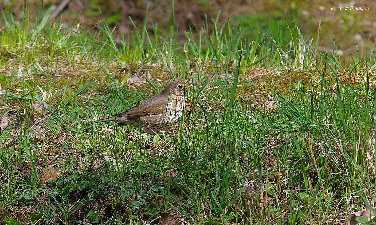 Pentax K-3 sample photo. Bird photography
