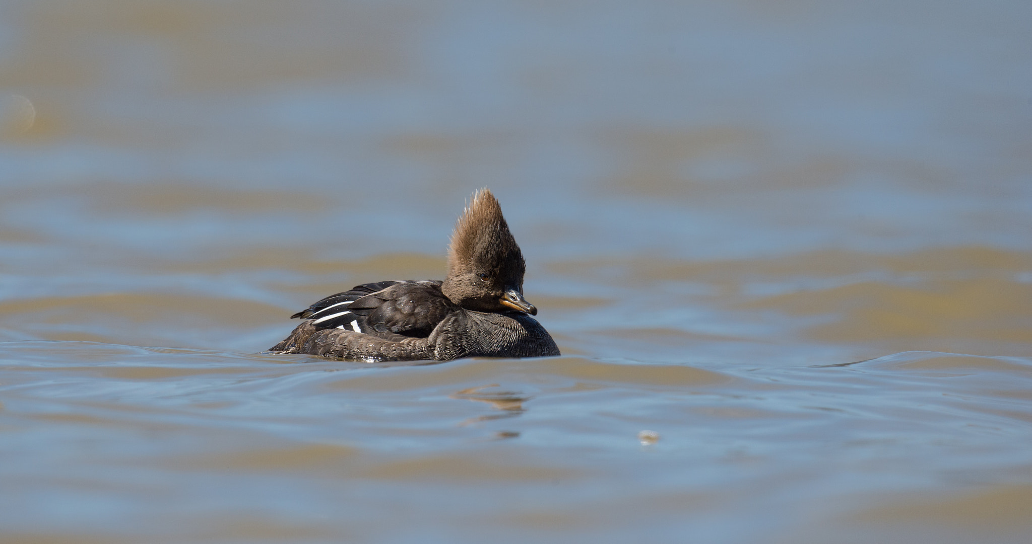 Sigma 24-60mm F2.8 EX DG sample photo. Harle couronne - lophodytes cucullatus - hooded merganser photography