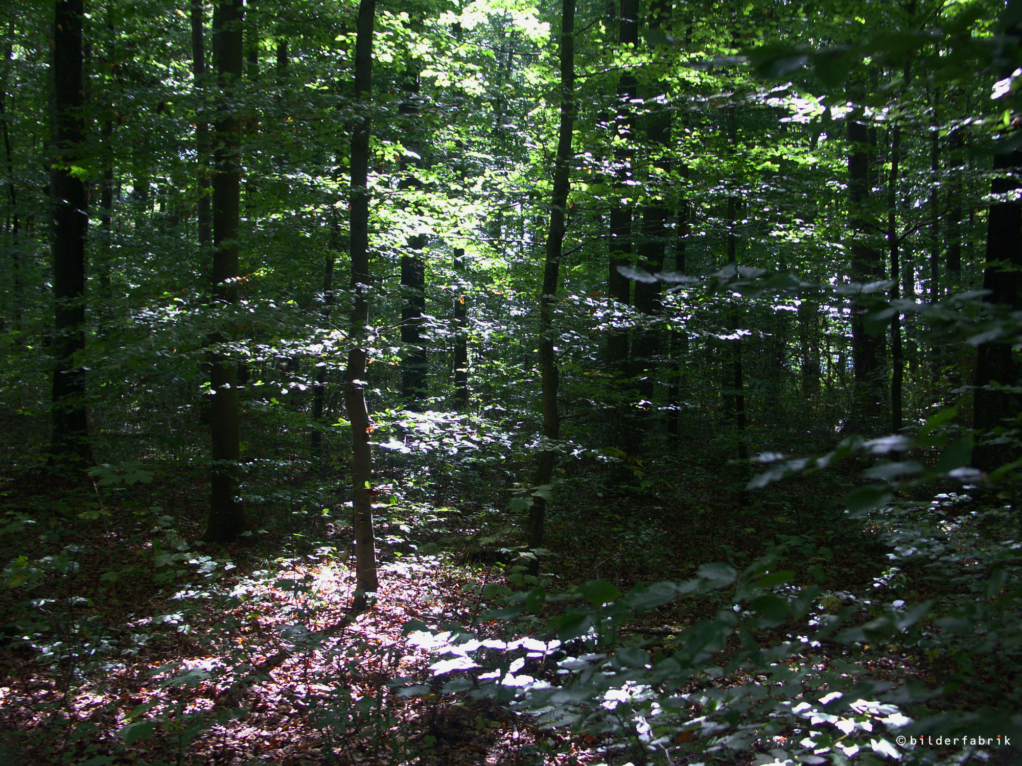 KONICA MINOLTA DiMAGE A2 sample photo. Deep in the forest photography