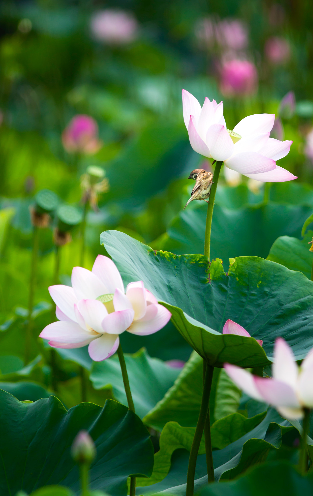 Canon EF 300mm F4L IS USM sample photo