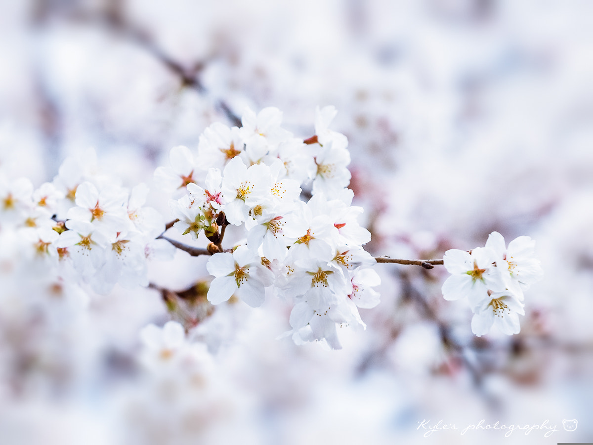 Sigma 150mm F2.8 EX DG Macro HSM sample photo. Cherry blossom photography