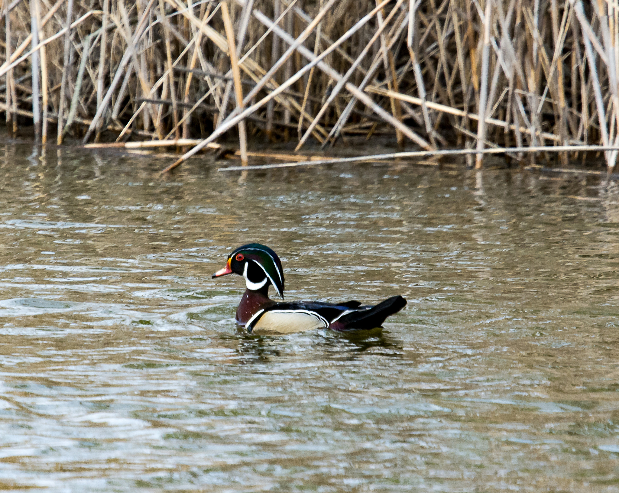 Nikon Nikkor AF-S 300mm F4E PF ED VR sample photo. Wood duck photography