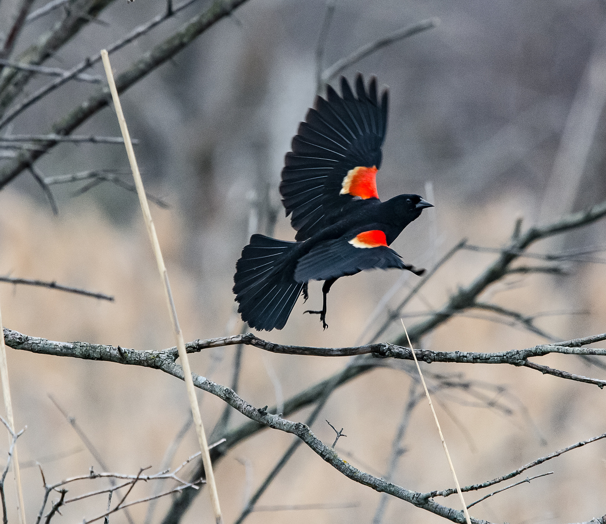 Nikon D7100 sample photo. Red-winged blackbird in flight photography