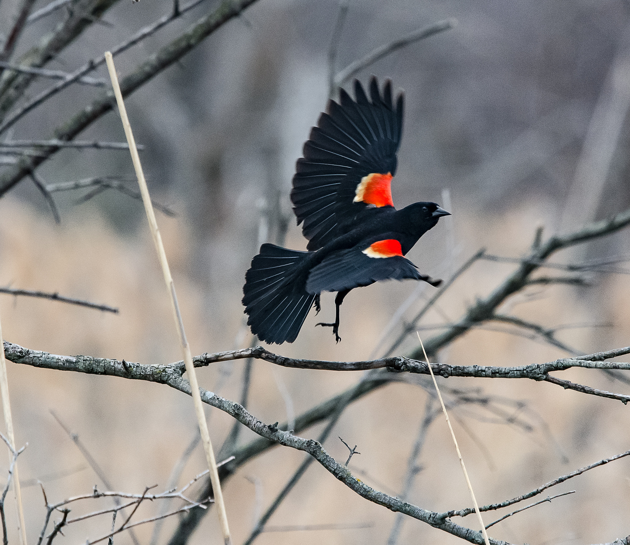 Nikon Nikkor AF-S 300mm F4E PF ED VR sample photo. Red-winged blackbird in flight photography