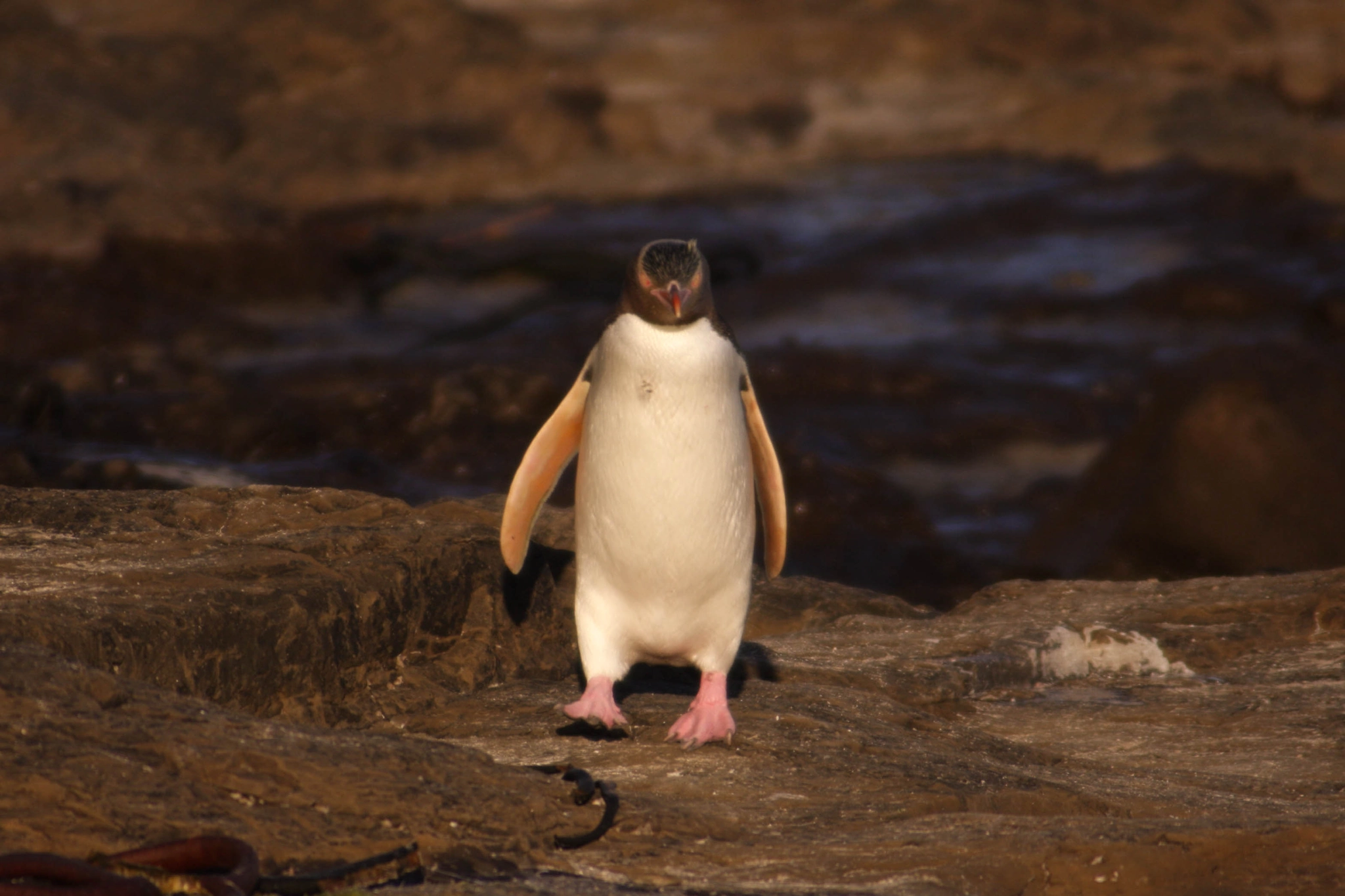 Canon EOS 40D + Canon EF 100-300mm f/5.6 sample photo. Yellow eyed penguin photography