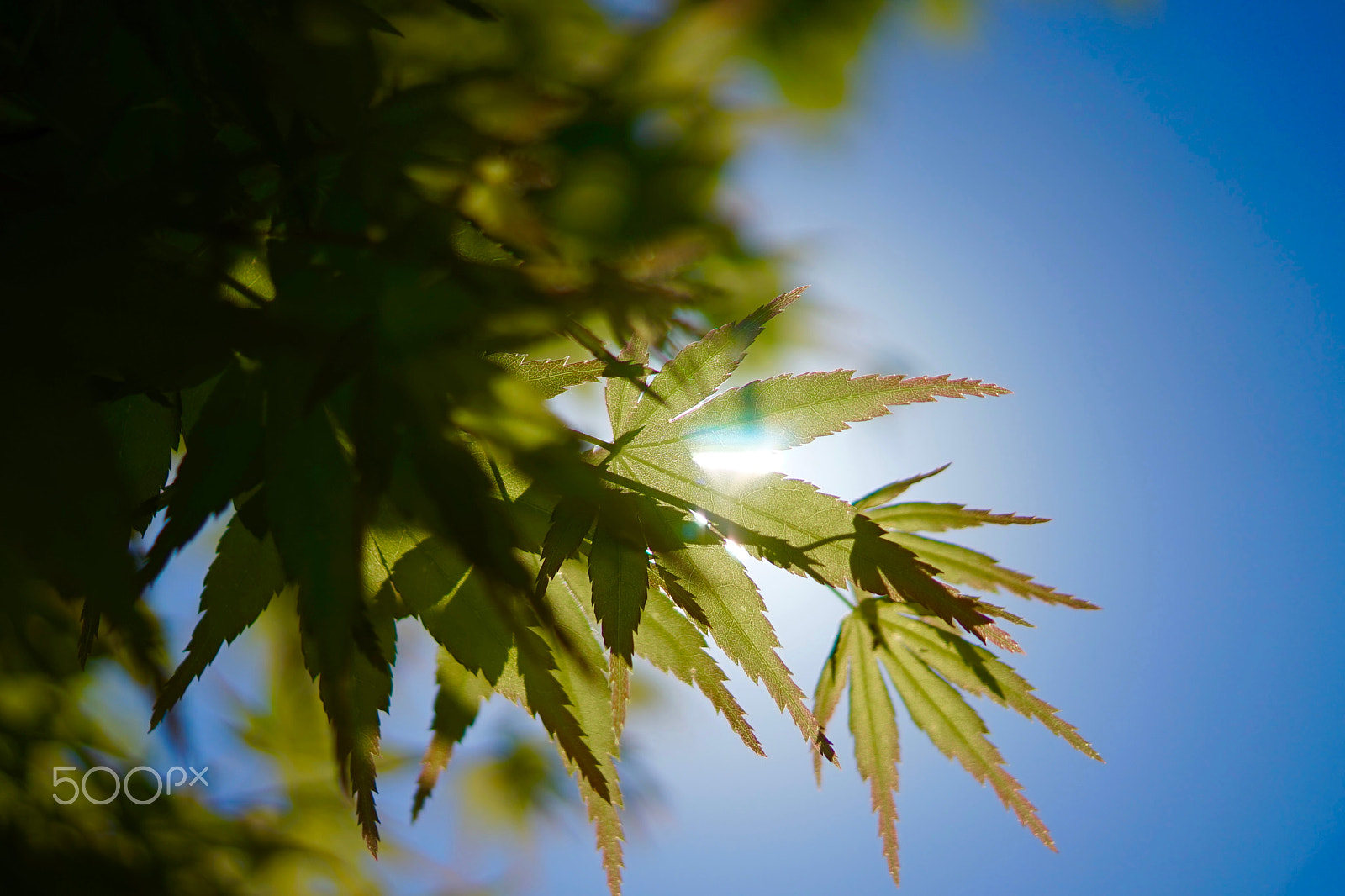 Sony a7 + Sony DT 30mm F2.8 Macro SAM sample photo. Warming day photography