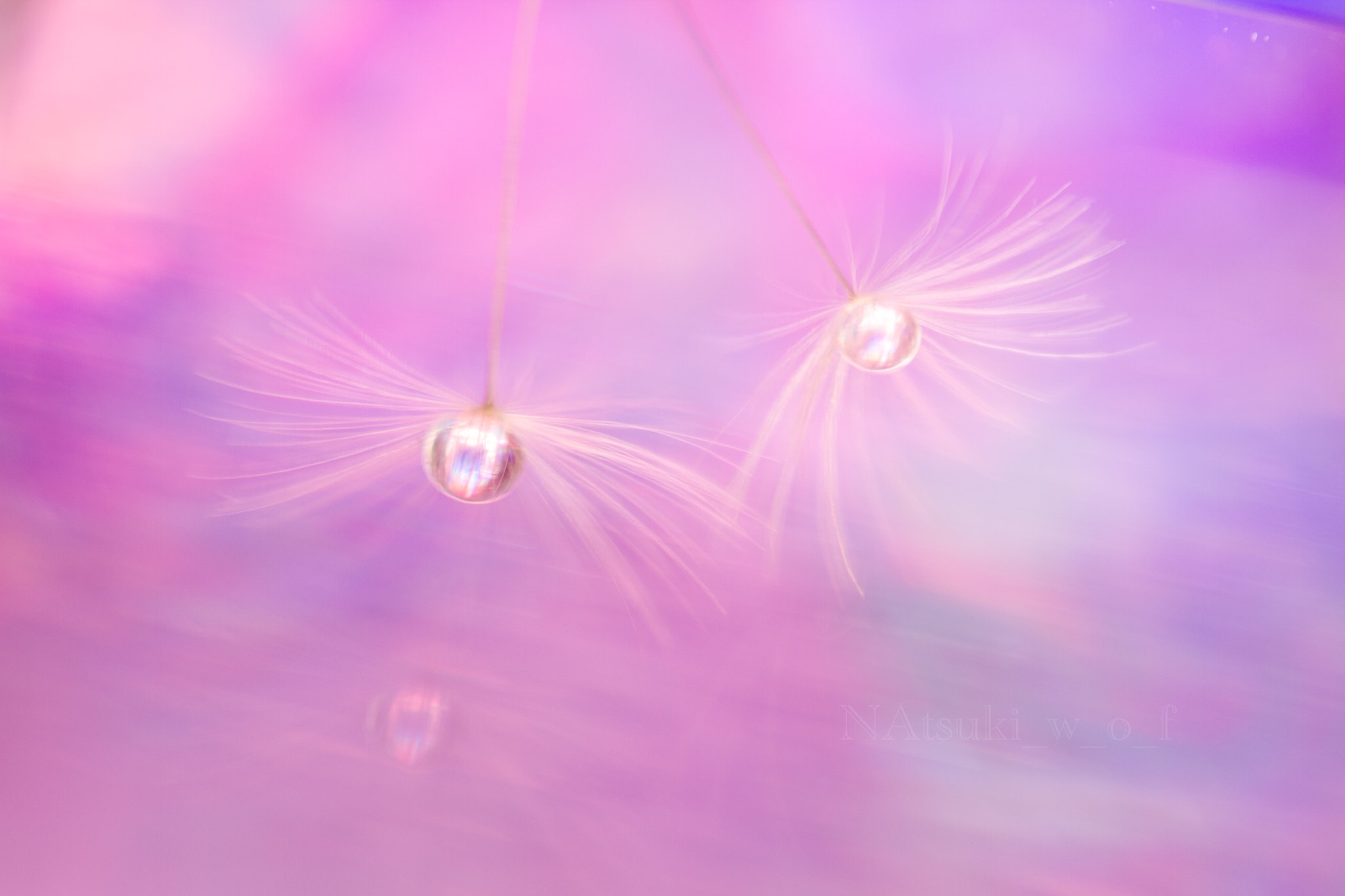 Tamron SP AF 180mm F3.5 Di LD (IF) Macro sample photo. Fantasy world photography