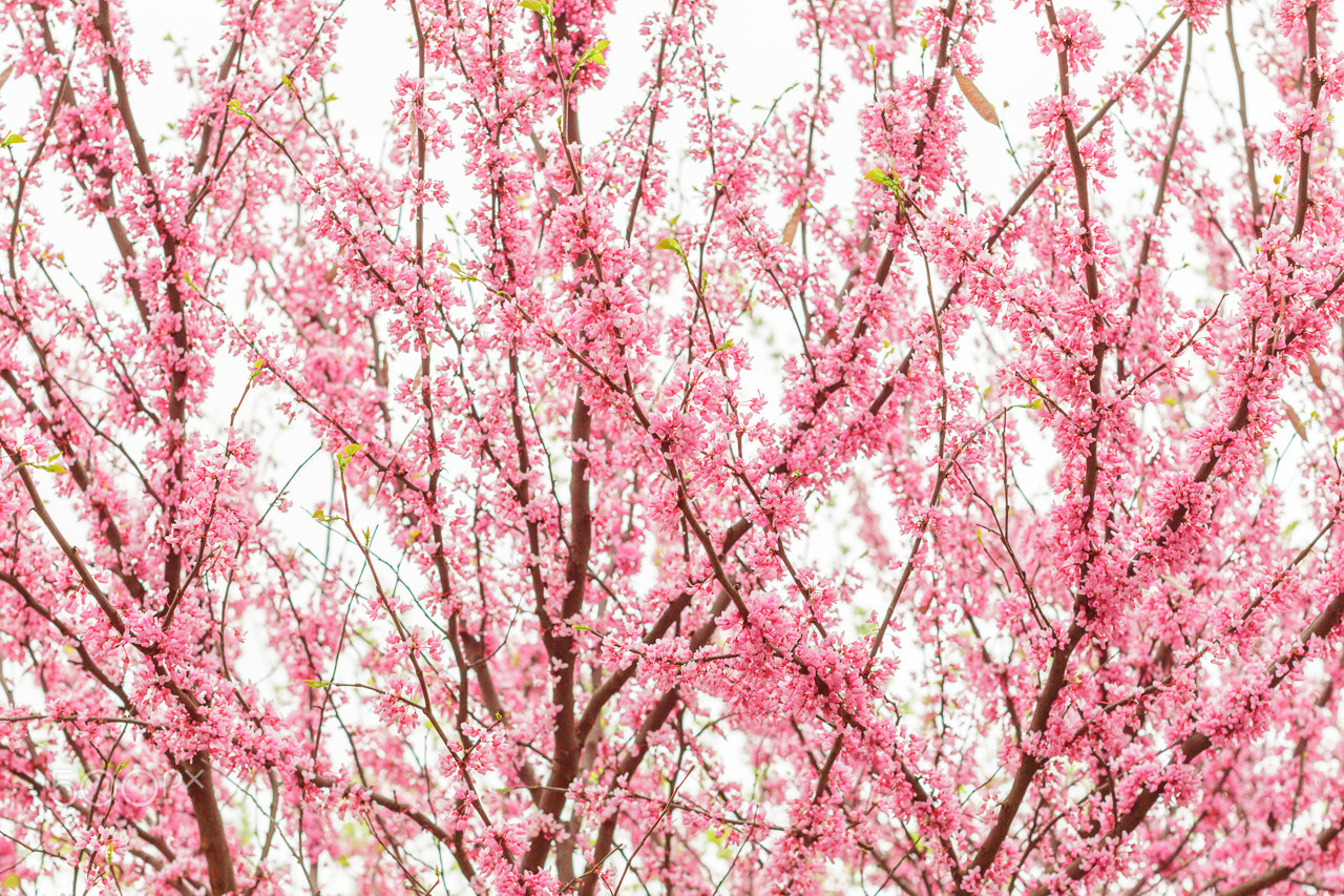 Canon EOS-1D Mark IV sample photo. Paints of spring photography