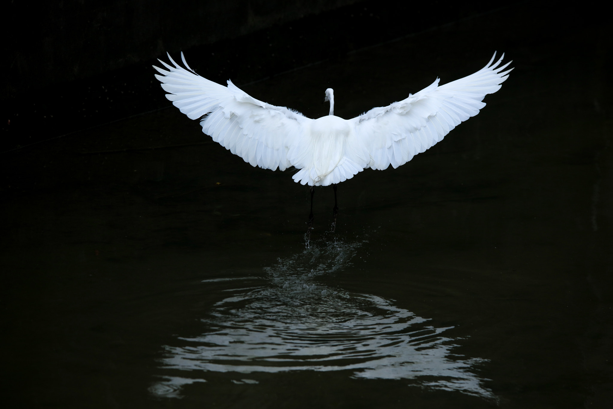 Tamron SP 150-600mm F5-6.3 Di VC USD sample photo. Ready to fly photography