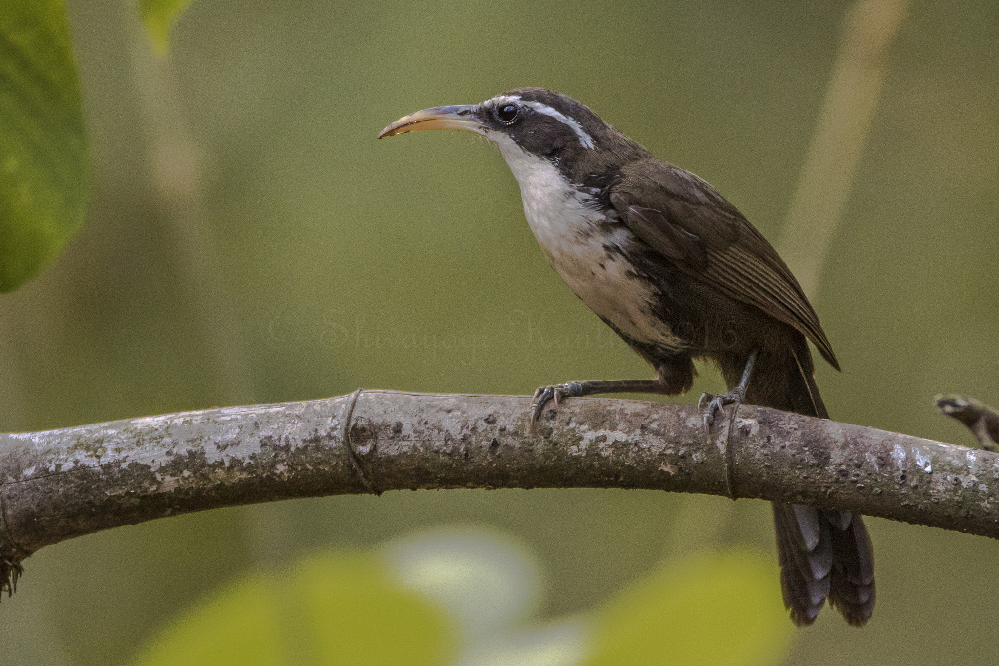 Canon EF 600mm f/4L IS sample photo. Indian scimitar babbler photography