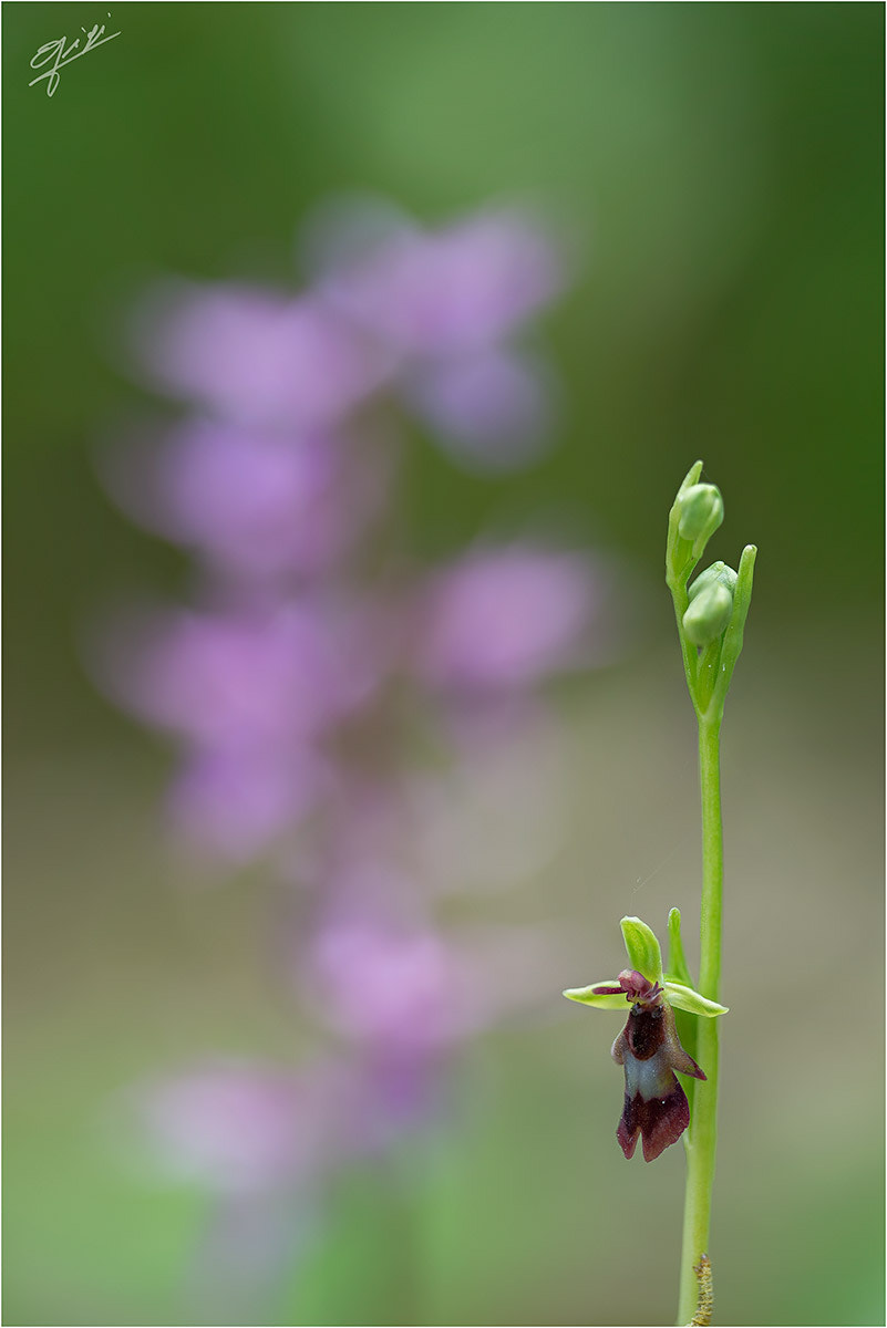 Nikon D610 + Sigma 150mm F2.8 EX DG OS Macro HSM sample photo. Orchis insectifera with bokeh of ophrys mascula photography