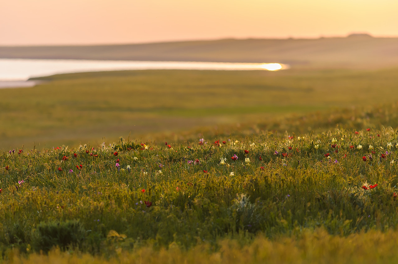 Nikon AF-S Nikkor 70-200mm F4G ED VR sample photo. Закат в степи (a sundown at the steppe) photography
