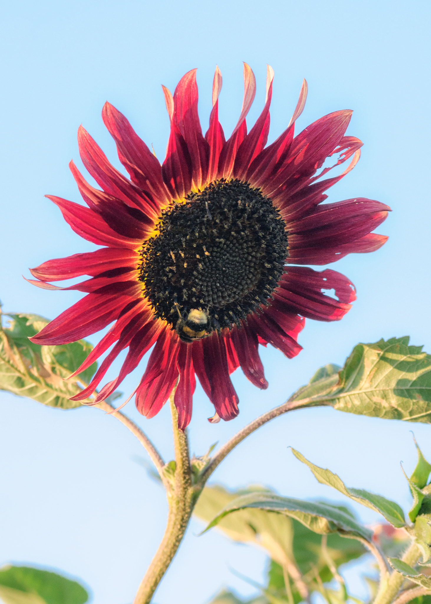 Nikon D90 + AF Nikkor 70-210mm f/4-5.6 sample photo. Sunflower photography