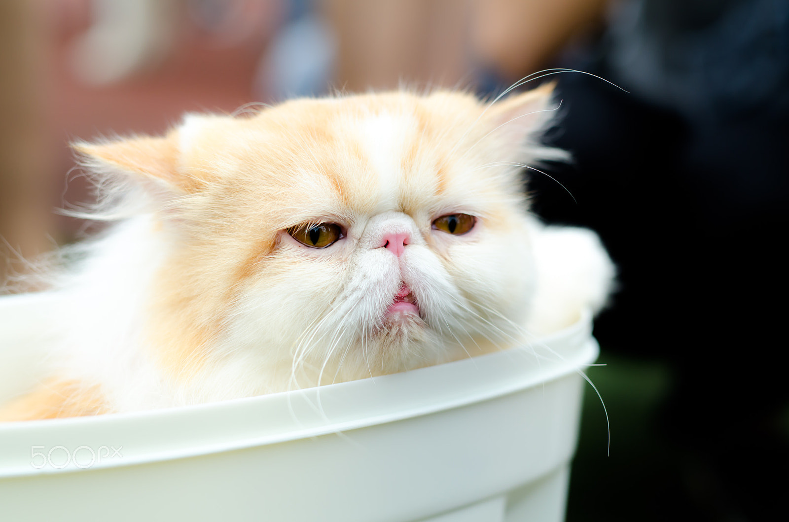 Nikon D7000 + Sigma 50mm F1.4 DG HSM Art sample photo. Cat photography