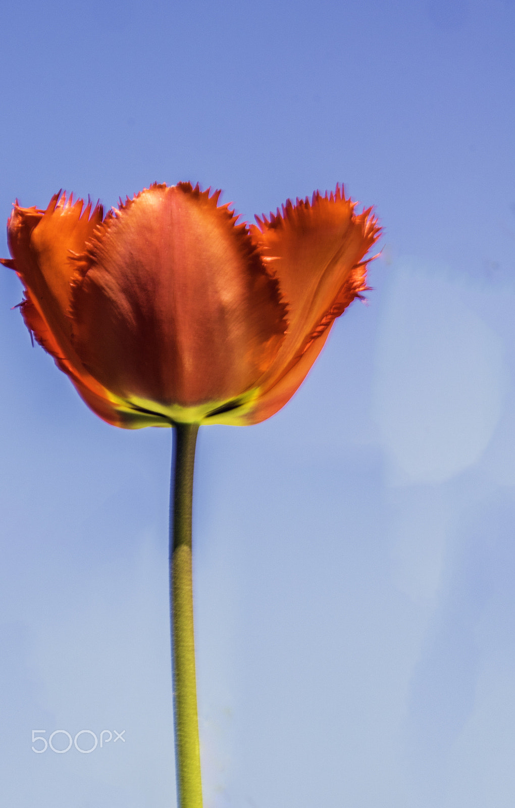 Sigma 17-70mm F2.8-4 DC Macro OS HSM sample photo. Flower of spring photography