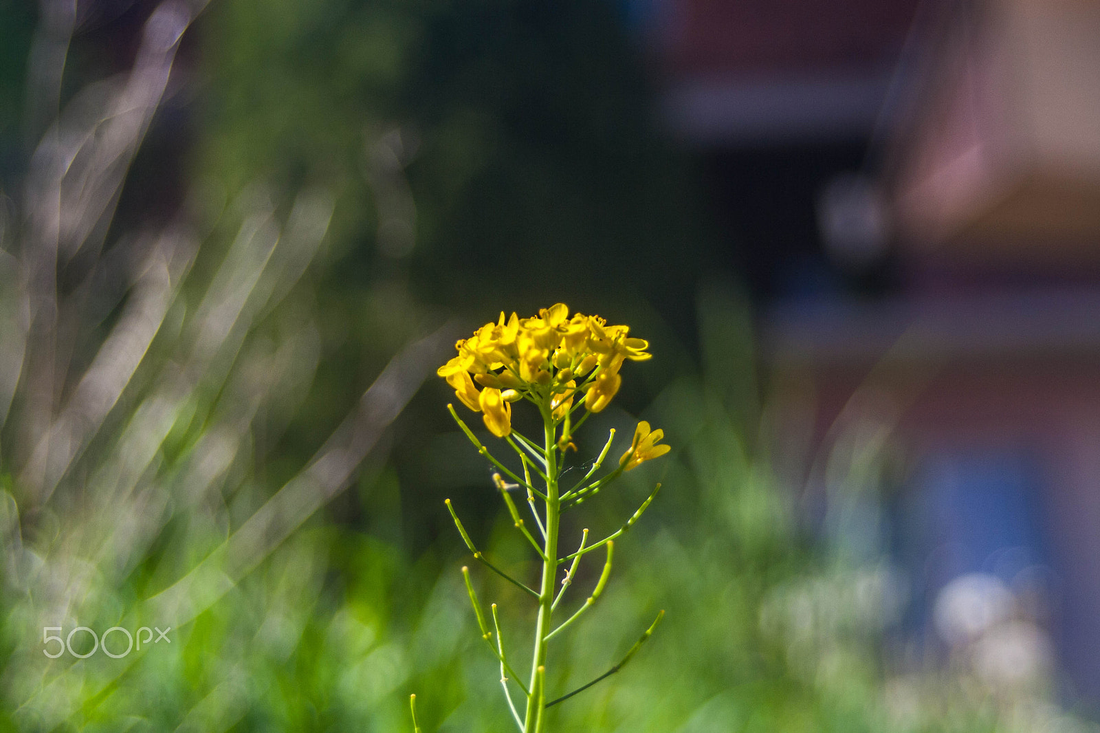 Canon EOS 1000D (EOS Digital Rebel XS / EOS Kiss F) sample photo. Yellow flower photography
