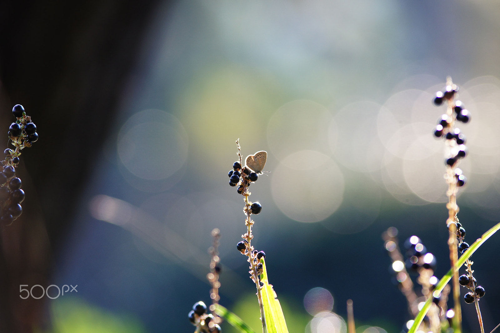 Sony SLT-A33 sample photo. Butterfly photography