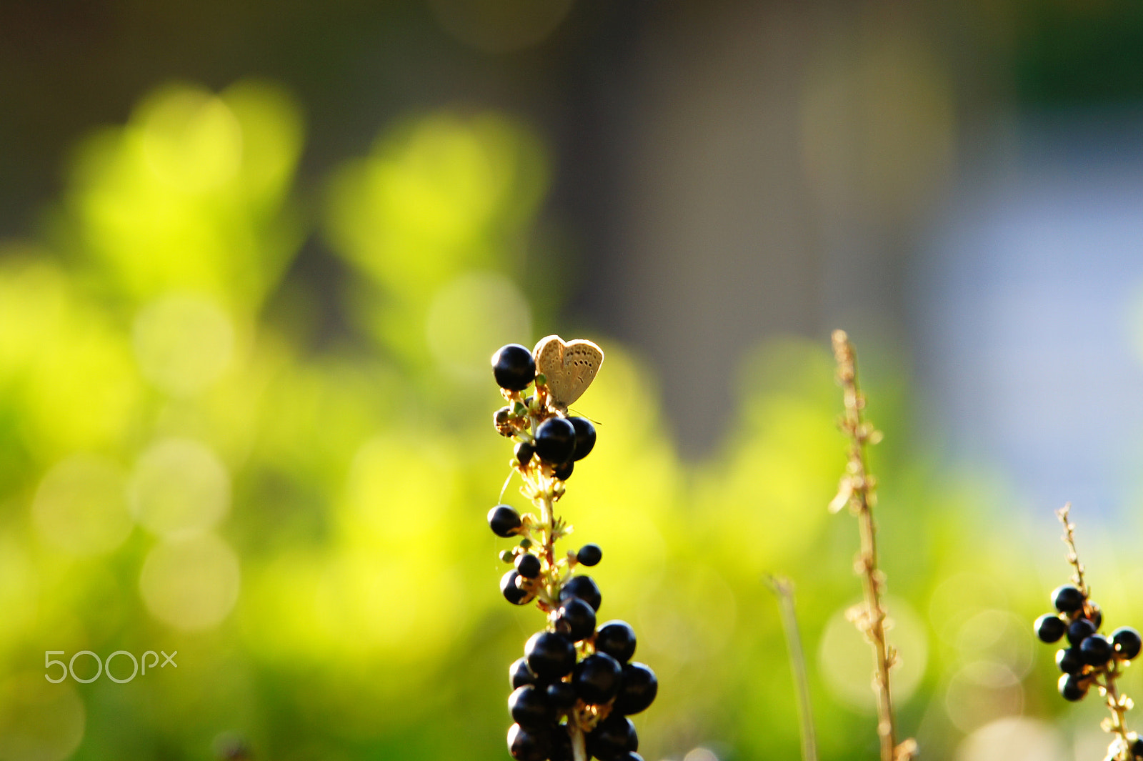 Sony SLT-A33 sample photo. Butterfly & yelllow photography