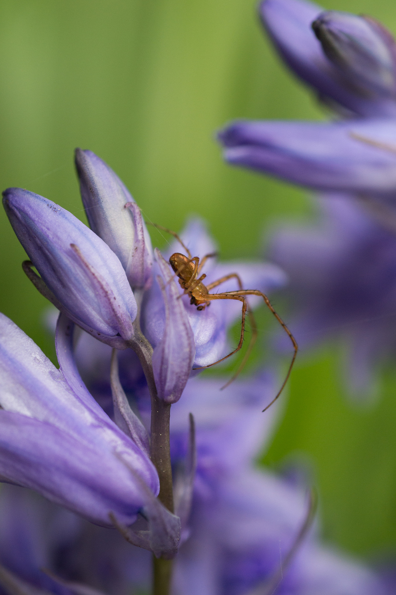 Nikon D3100 + AF Micro-Nikkor 60mm f/2.8 sample photo. Creeping death photography