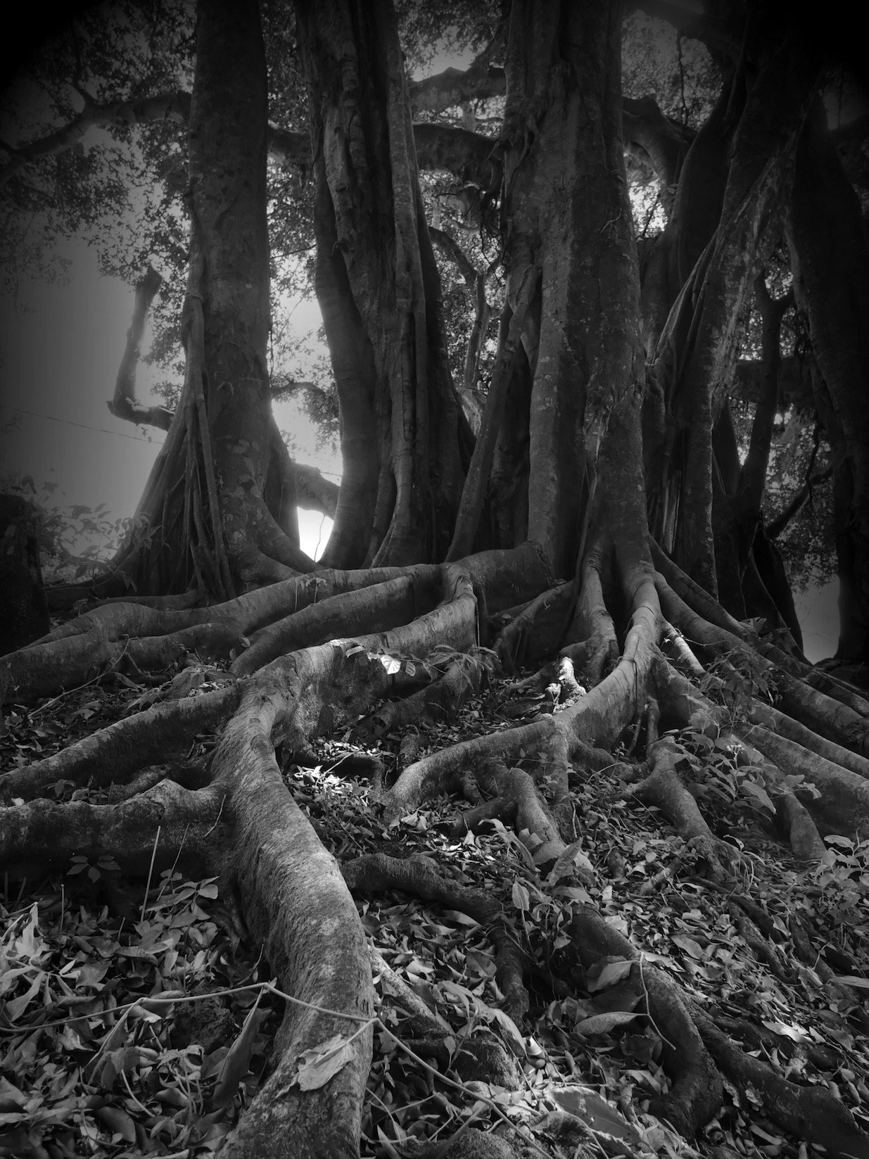 Panasonic Lumix G Vario 7-14mm F4 ASPH sample photo. Tree 2 photography