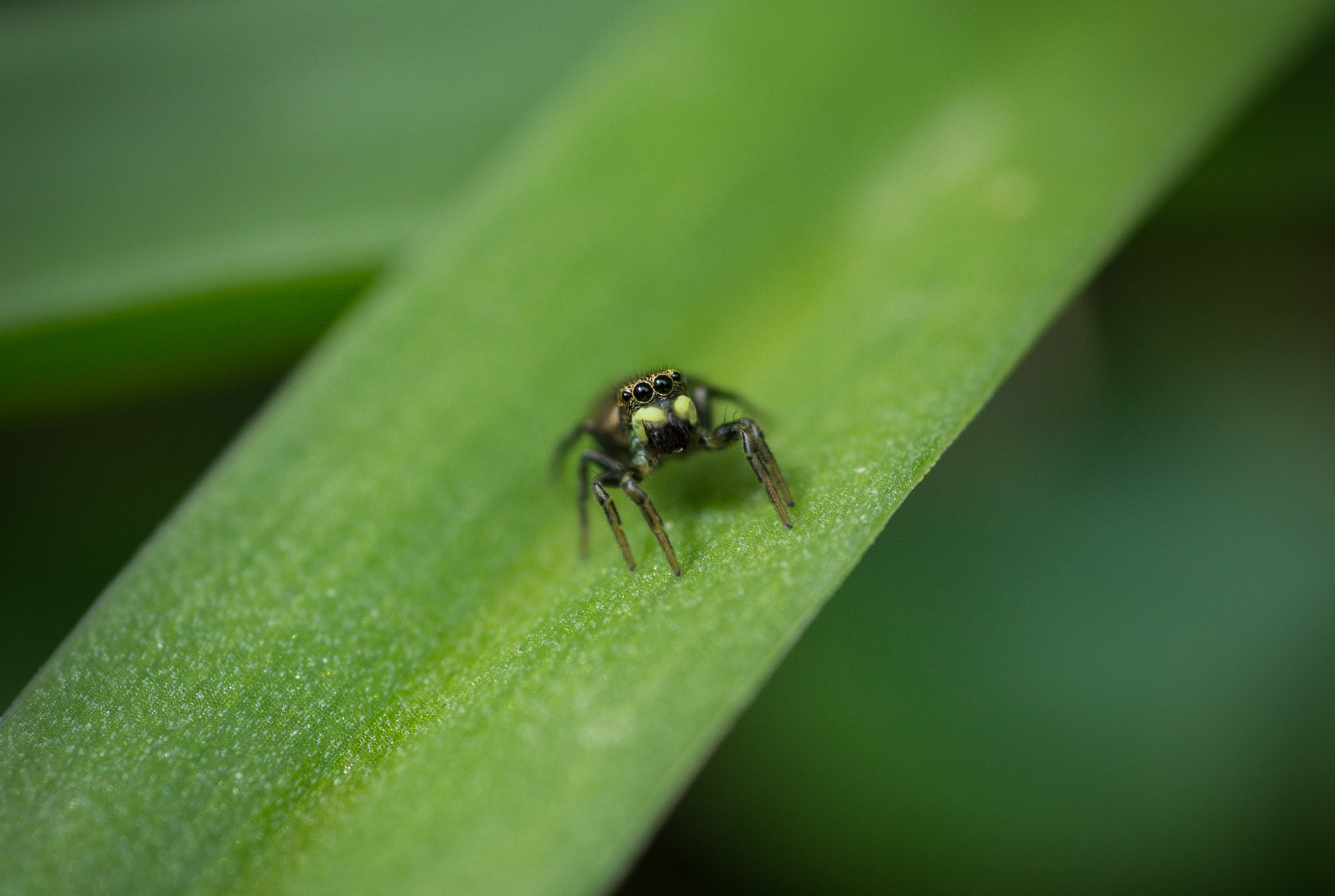 Nikon D3100 + AF Micro-Nikkor 60mm f/2.8 sample photo. Signal spider photography