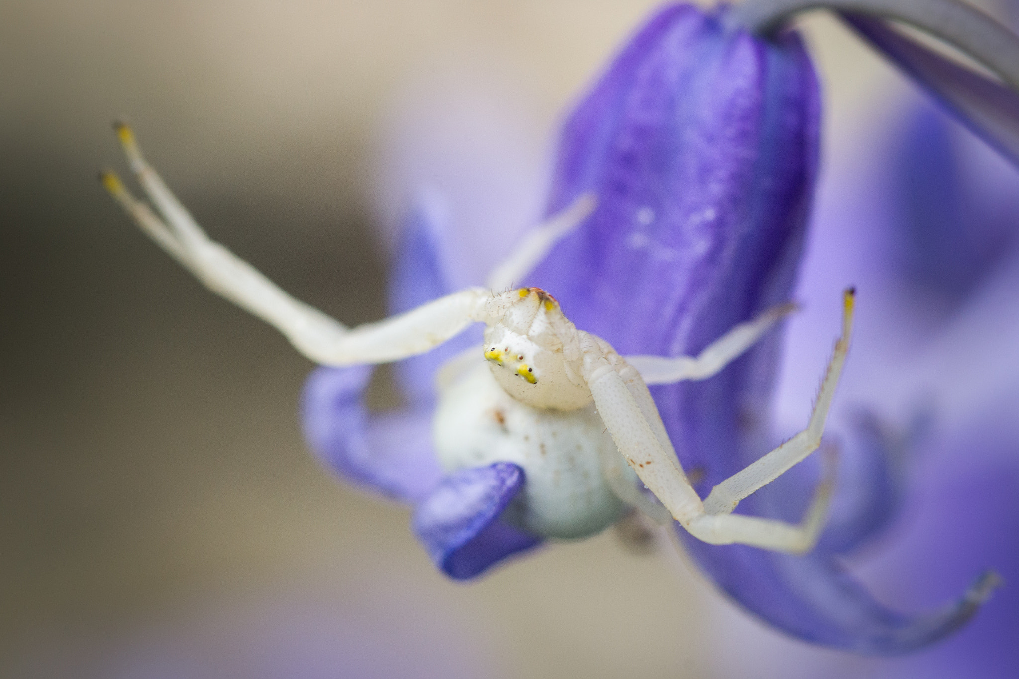 Nikon D3100 + AF Micro-Nikkor 60mm f/2.8 sample photo. Deadly blossom photography