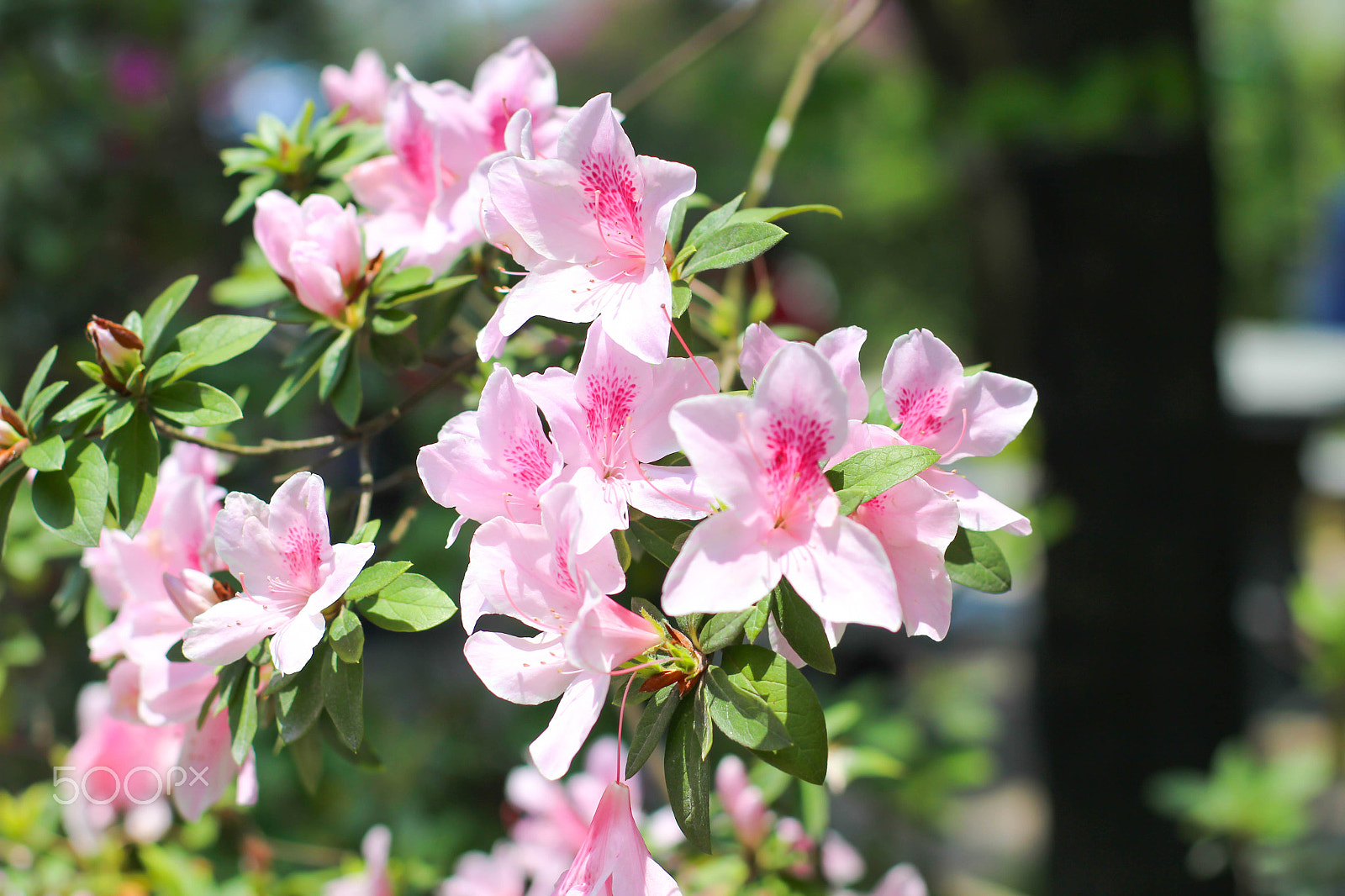 Canon EOS 600D (Rebel EOS T3i / EOS Kiss X5) + Canon EF 50mm F1.4 USM sample photo. Spring blooms photography