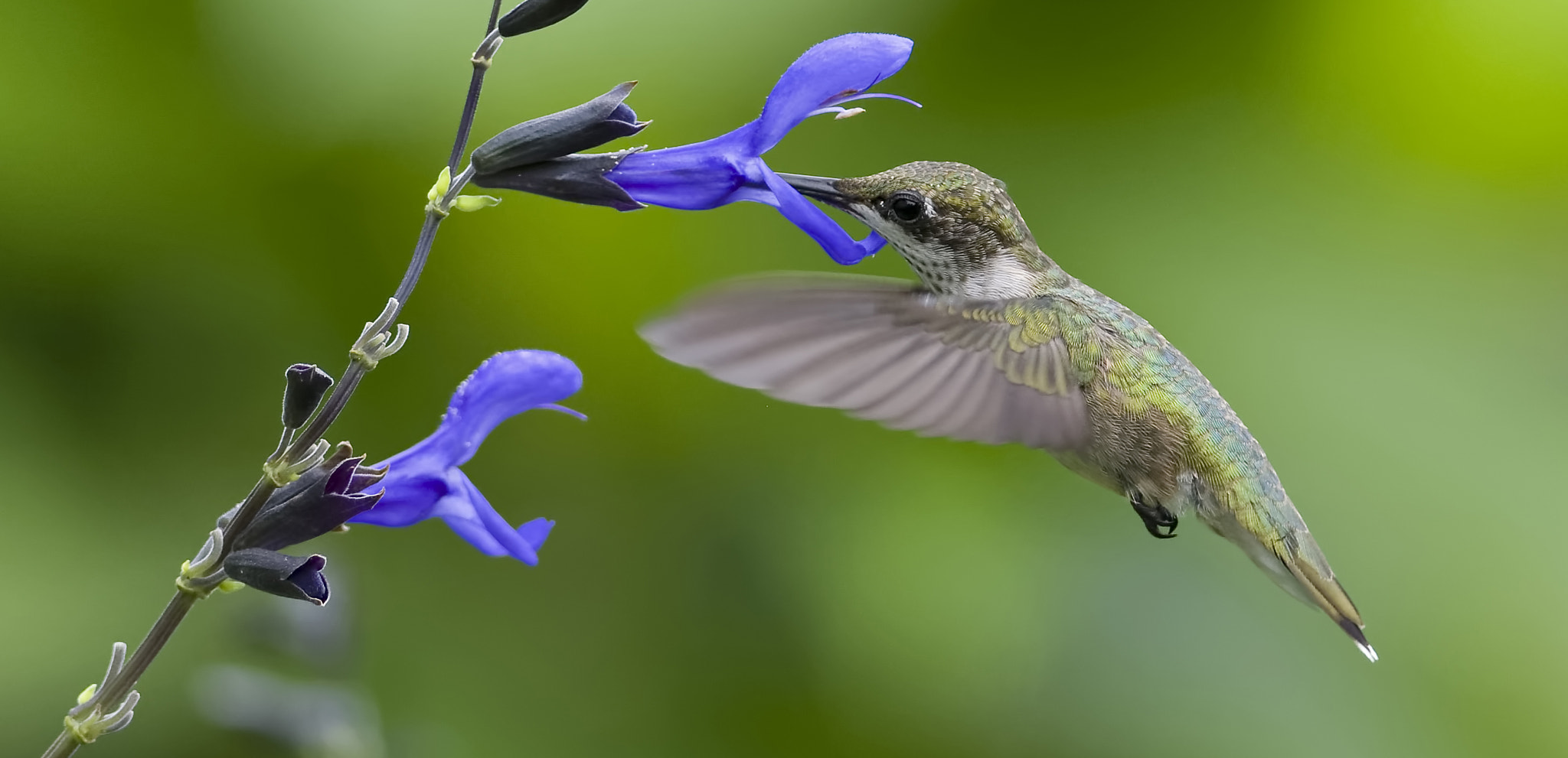 Nikon D7100 sample photo. Enjoying the flowers photography