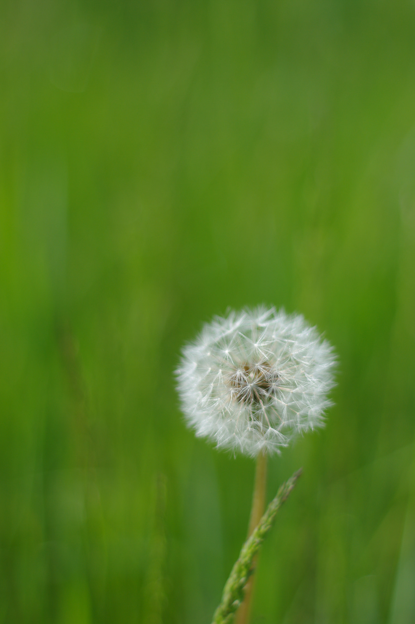 Pentax K20D + A Series Lens sample photo. Cloud on the grass photography