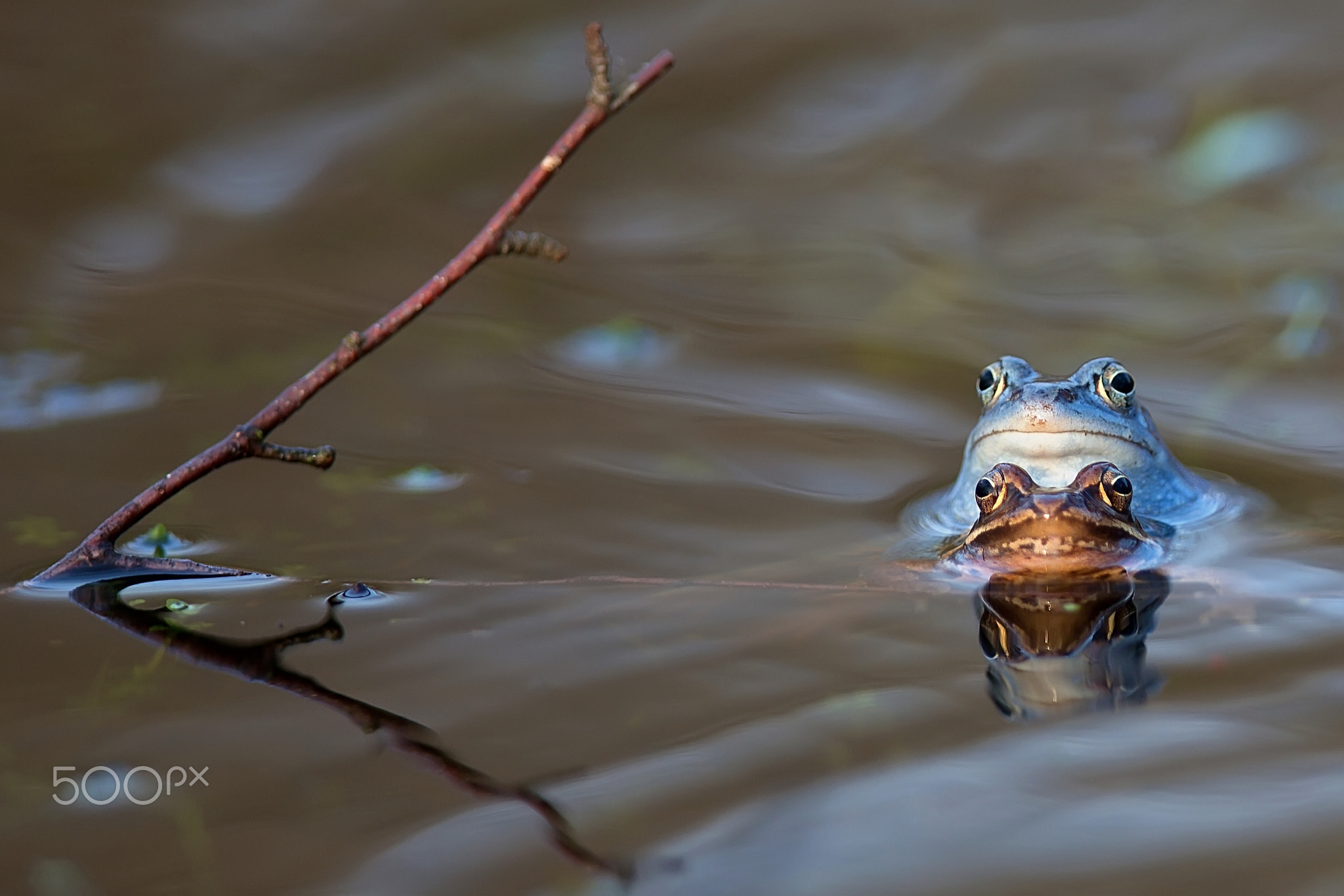 Moor frogs in the wild