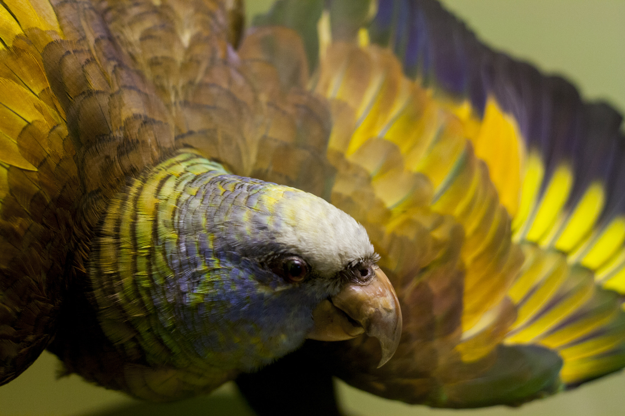 Canon EOS 1000D (EOS Digital Rebel XS / EOS Kiss F) + Canon EF 50mm F1.8 II sample photo. Parrot photography