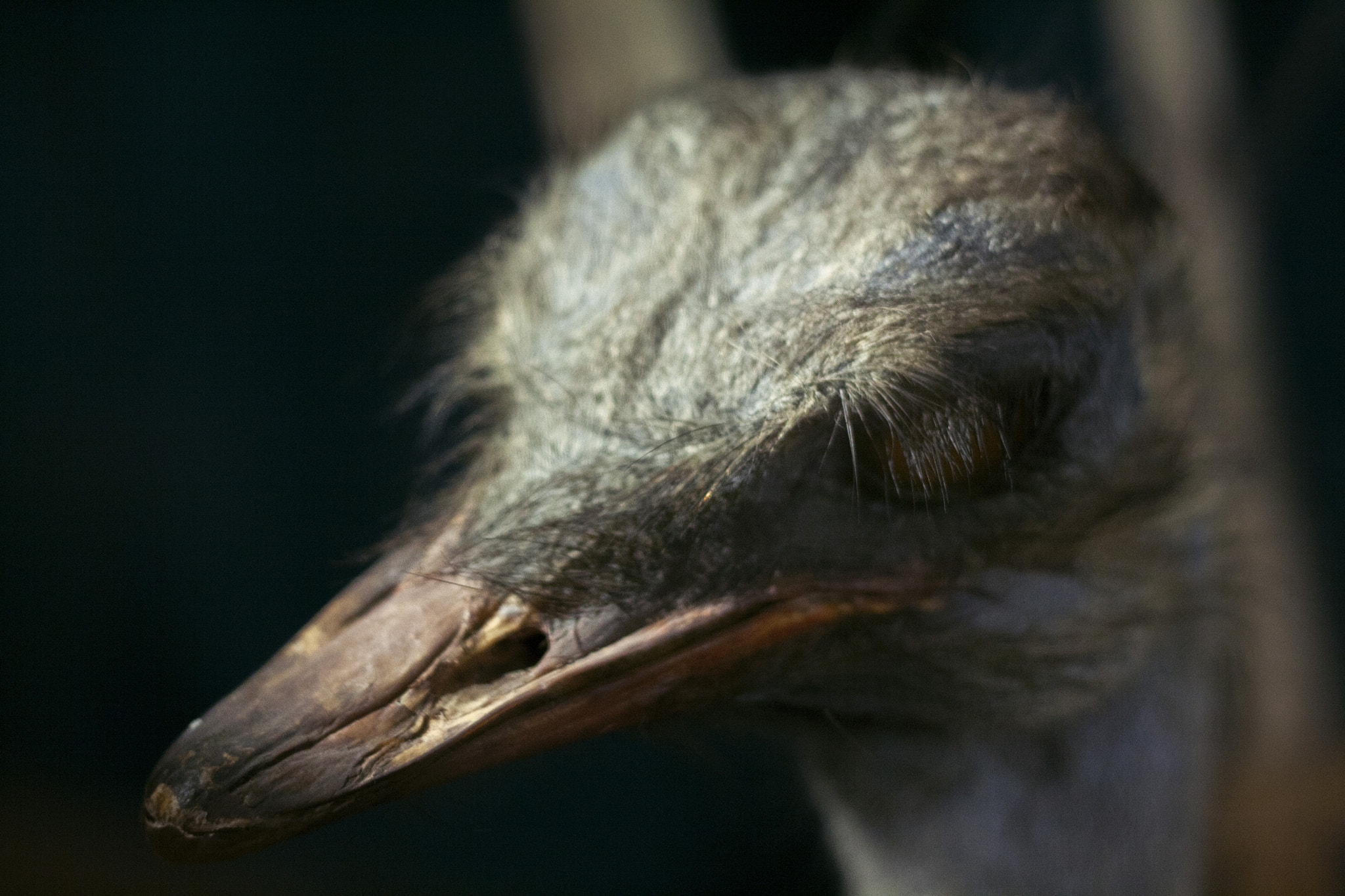 Canon EOS 1000D (EOS Digital Rebel XS / EOS Kiss F) + Canon EF 50mm F1.8 II sample photo. Ostrich photography