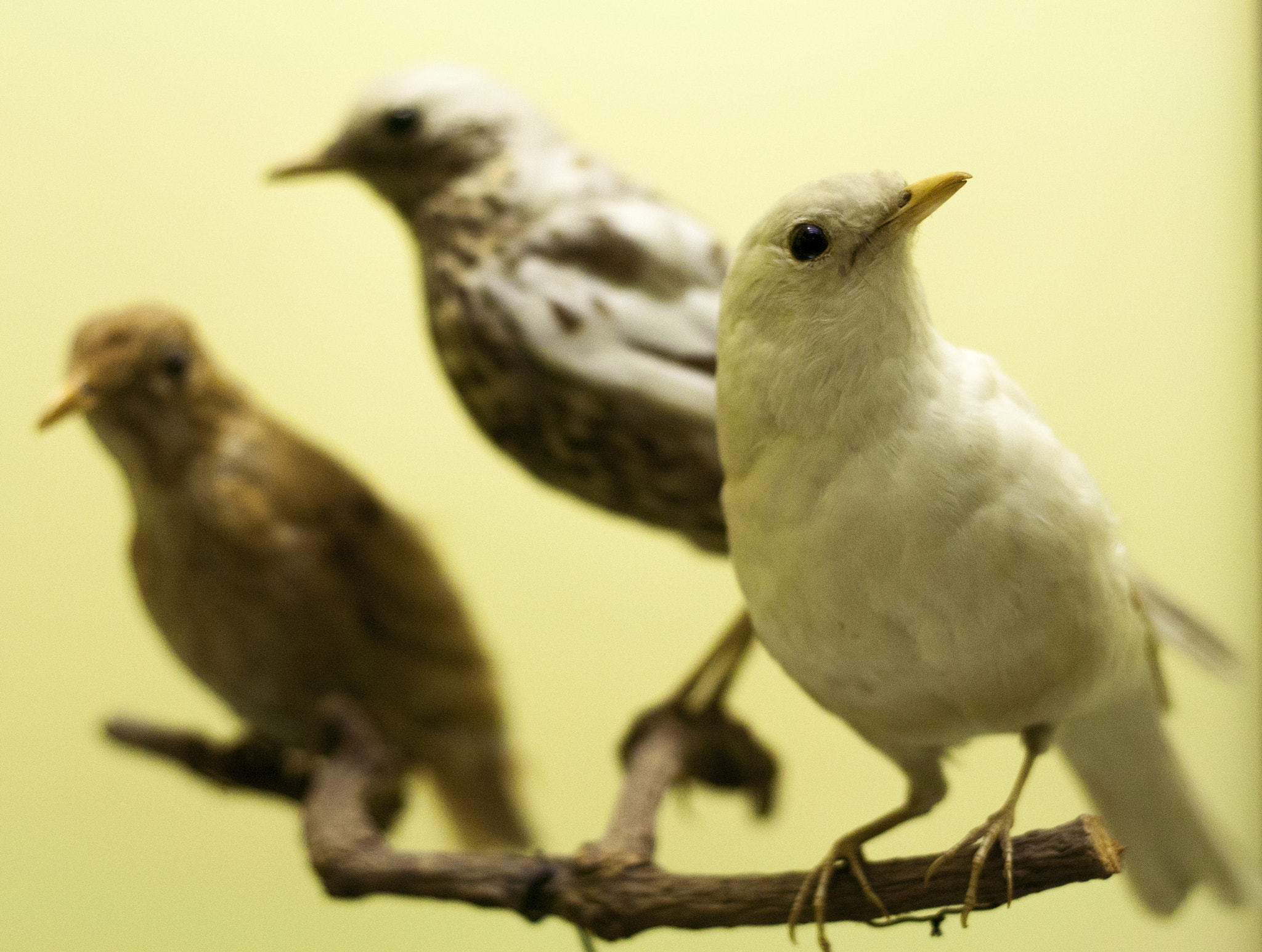 Canon EOS 1000D (EOS Digital Rebel XS / EOS Kiss F) + Canon EF 50mm F1.8 II sample photo. Three albino birds photography