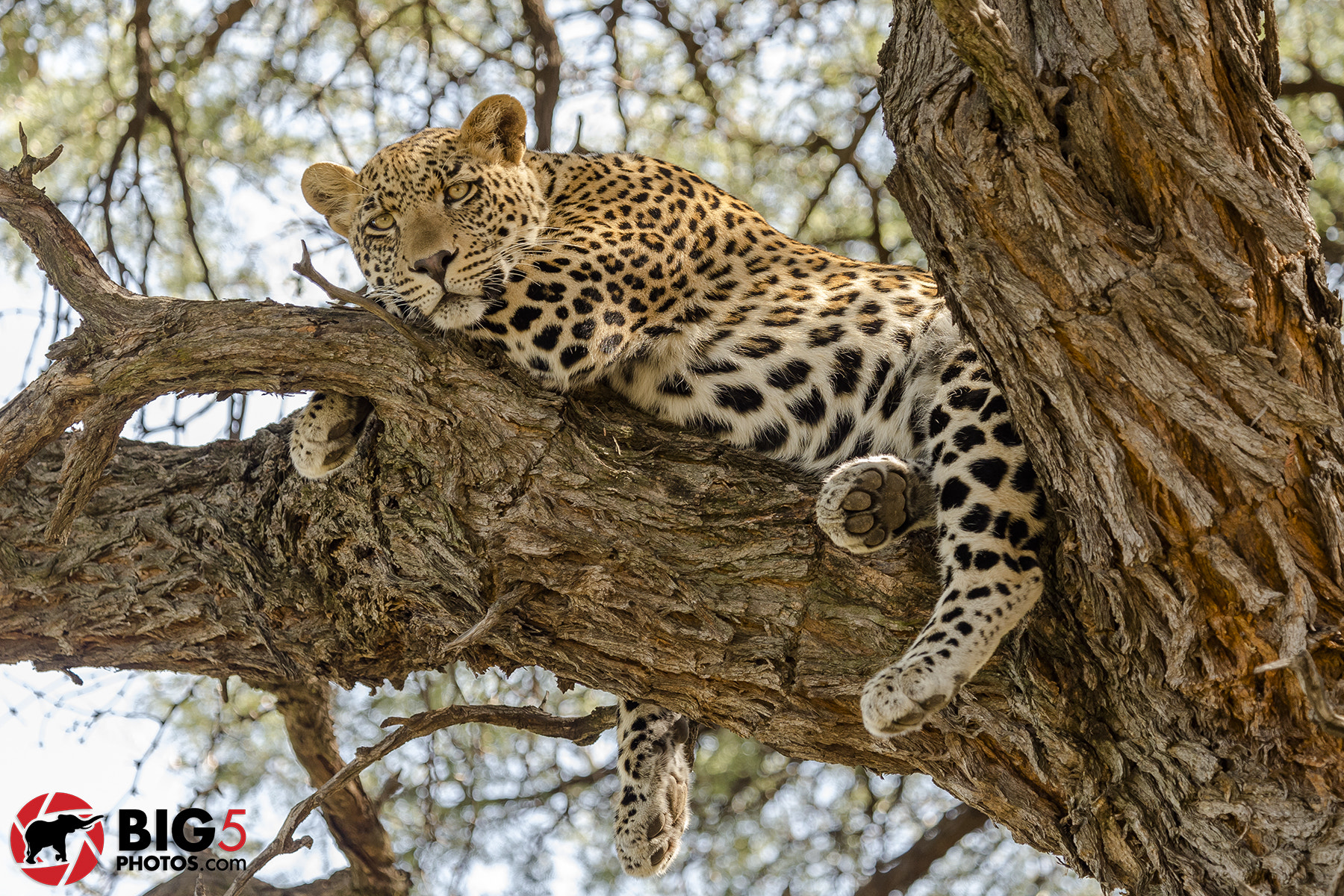 Canon EF 100-400mm F4.5-5.6L IS USM sample photo. Marataba leopard photography