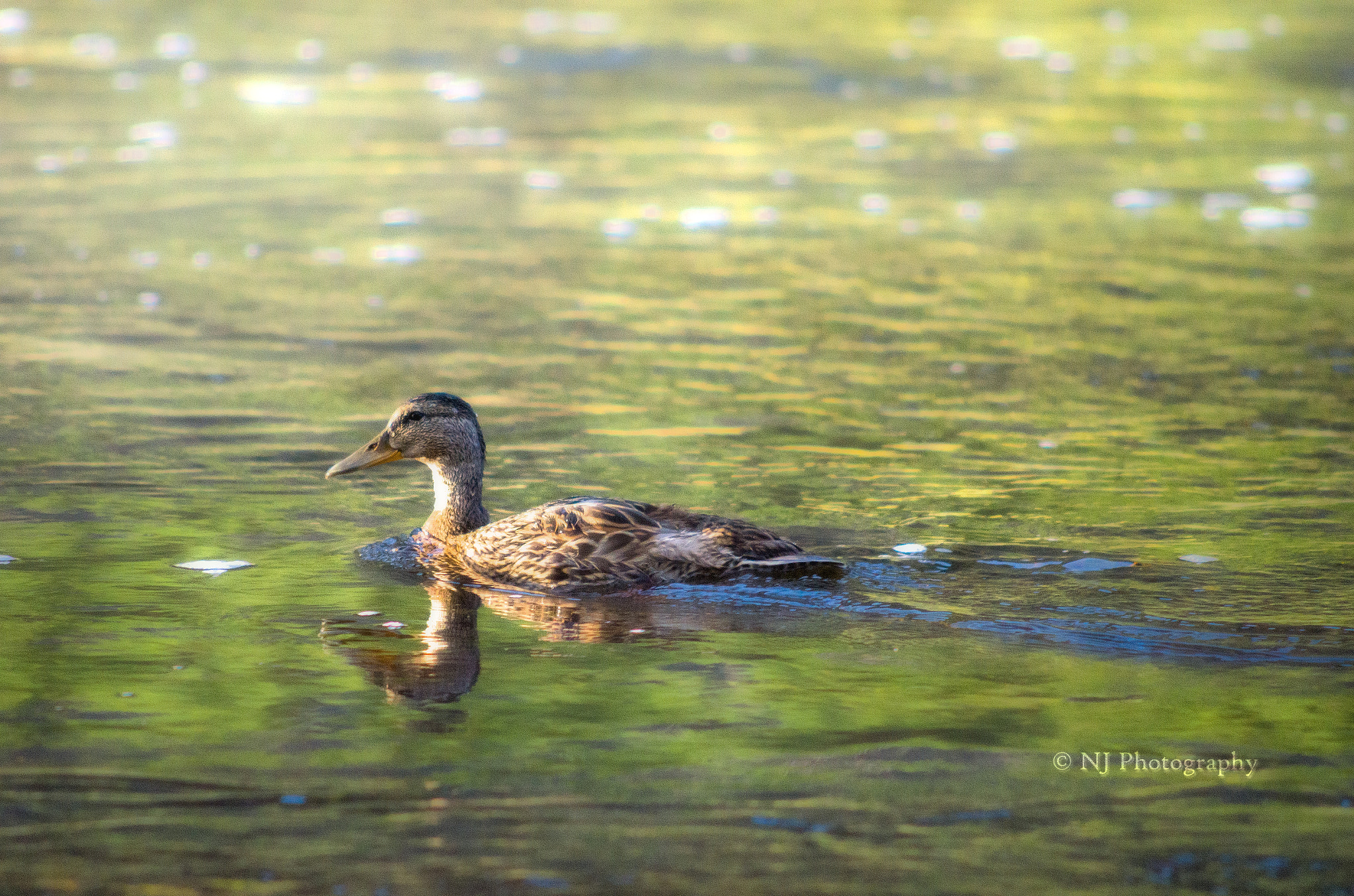 Nikon D7000 + AF Nikkor 70-210mm f/4-5.6D sample photo. Reflections - busy hours of madison river photography