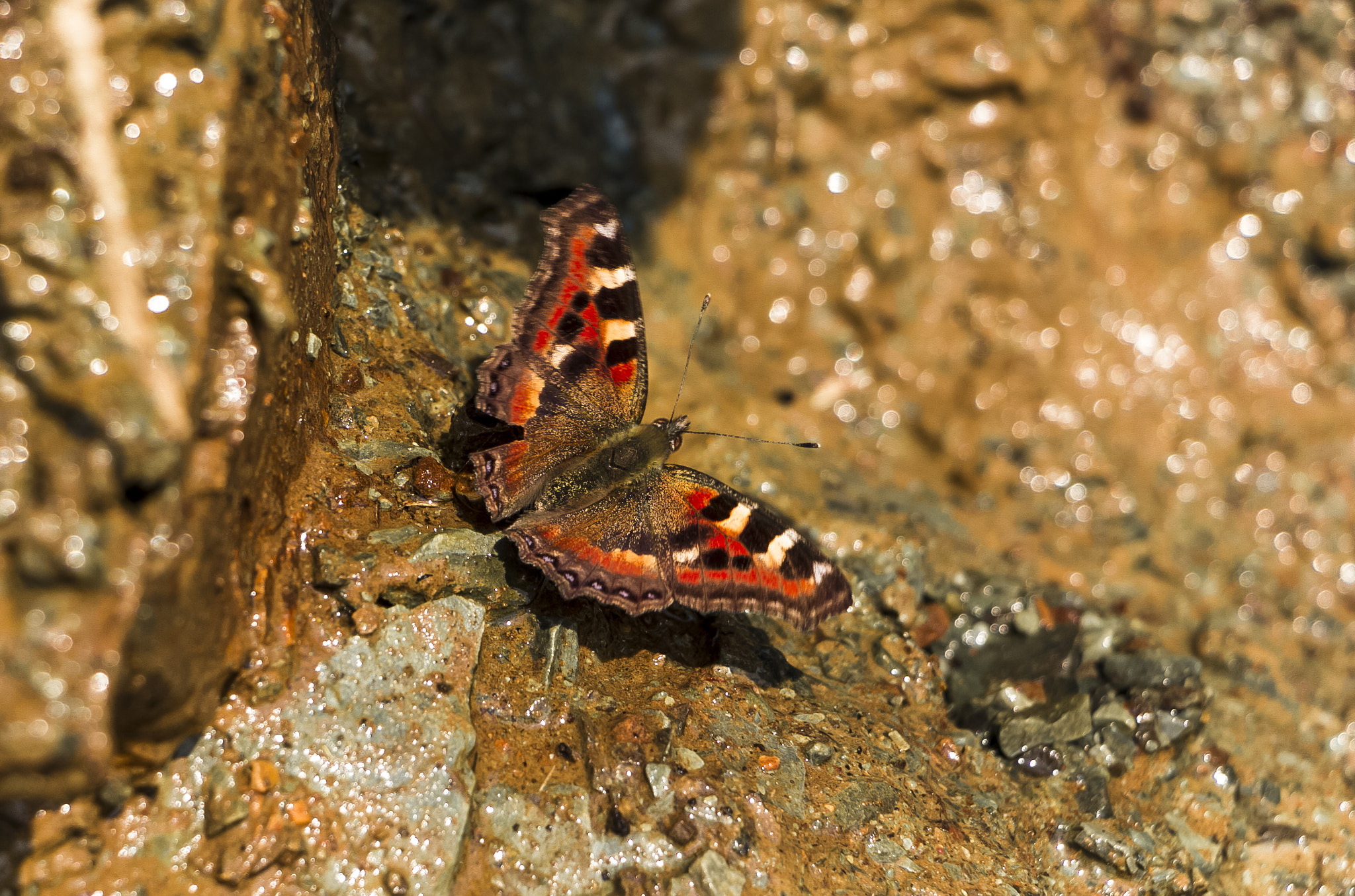 Canon EF-S 18-135mm F3.5-5.6 IS STM sample photo. Butterfly photography