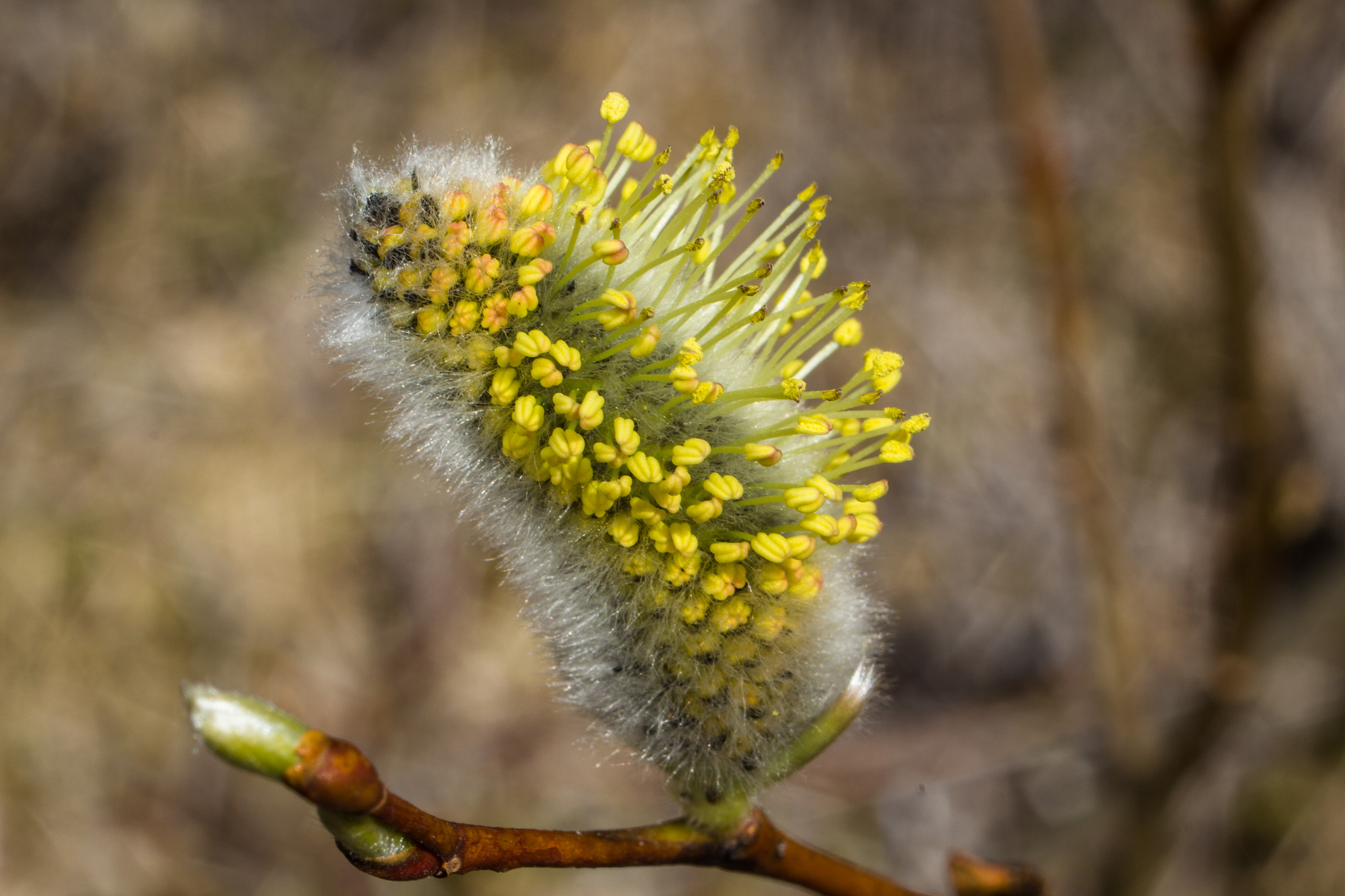 Canon EF 35-70mm f/3.5-4.5A sample photo. Macro photography