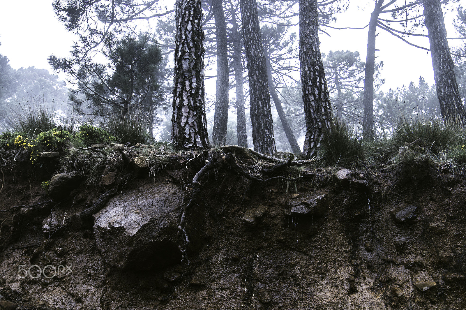 Samyang 14mm F2.8 ED AS IF UMC sample photo. Forest photography