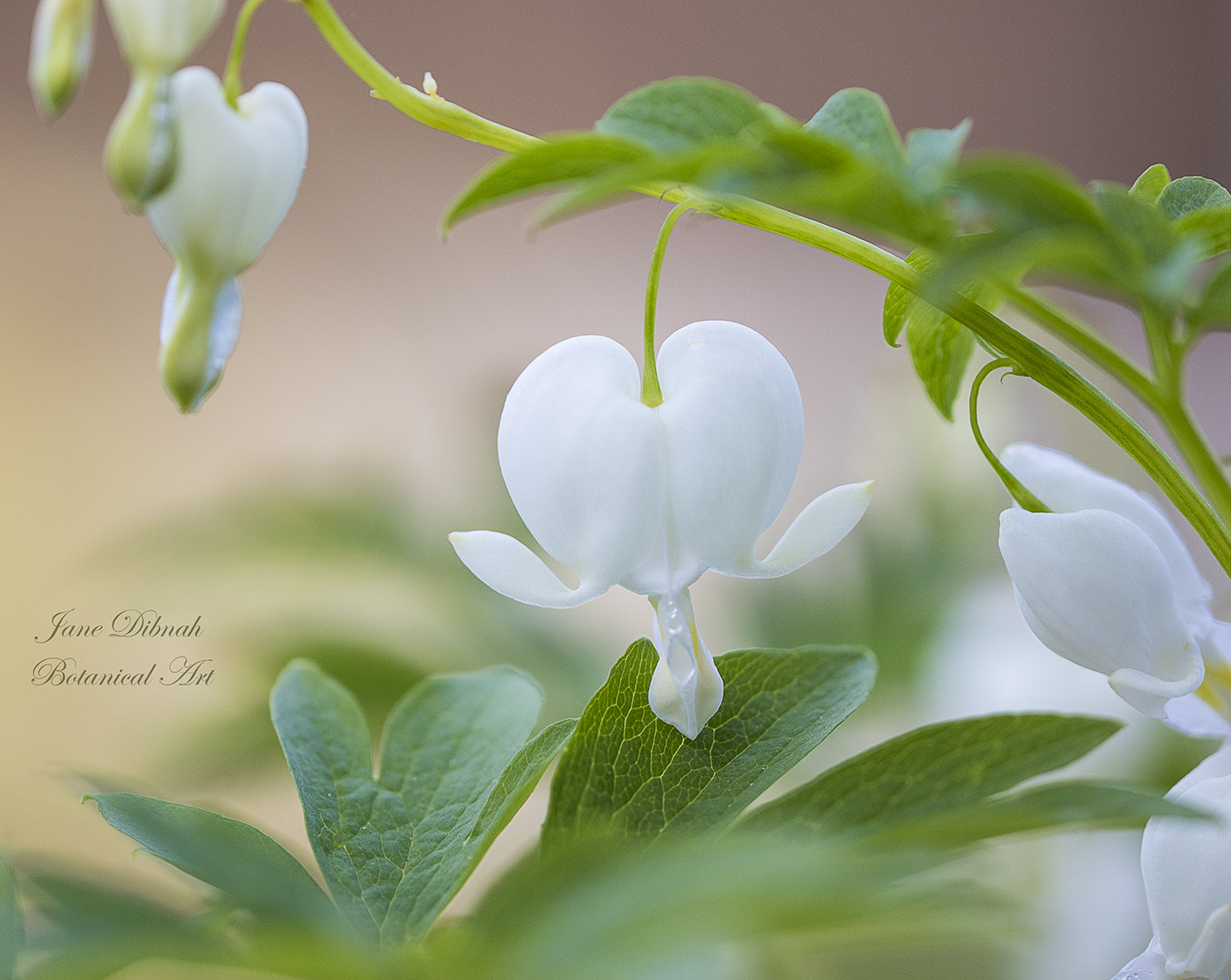 Canon EF 180mm F3.5L Macro USM sample photo. Dicentra spectabilis 'alba' photography